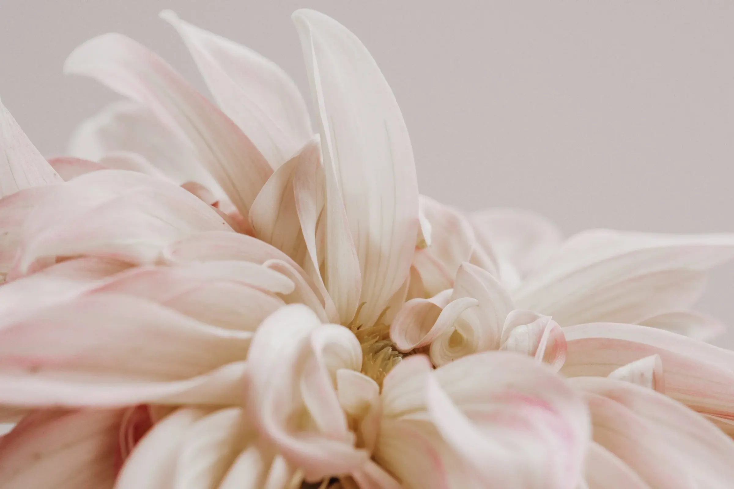 Floral — photograph 2