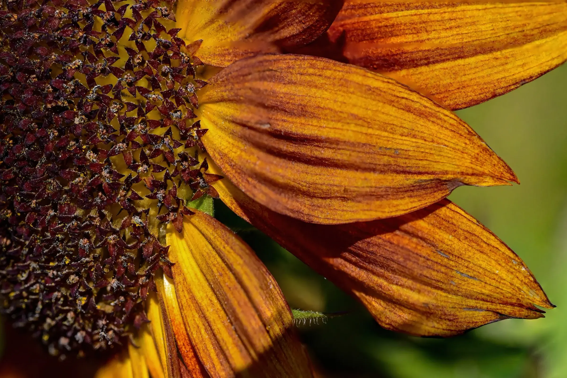 Floral — photograph 6