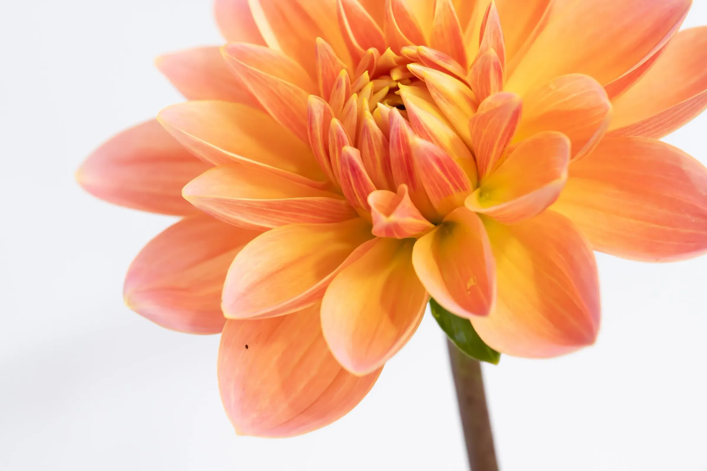 Floral — photograph 15