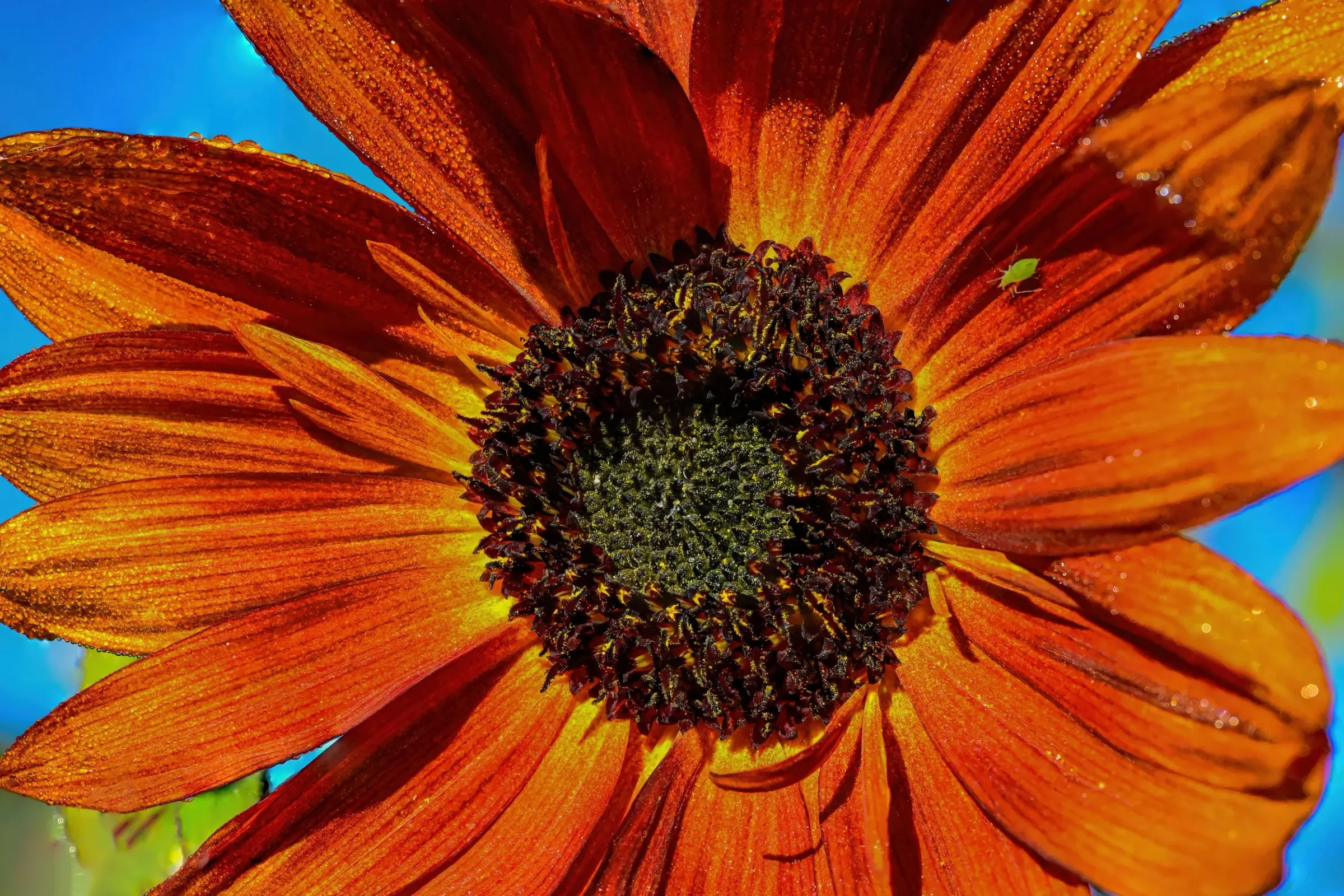 Floral — photograph 10