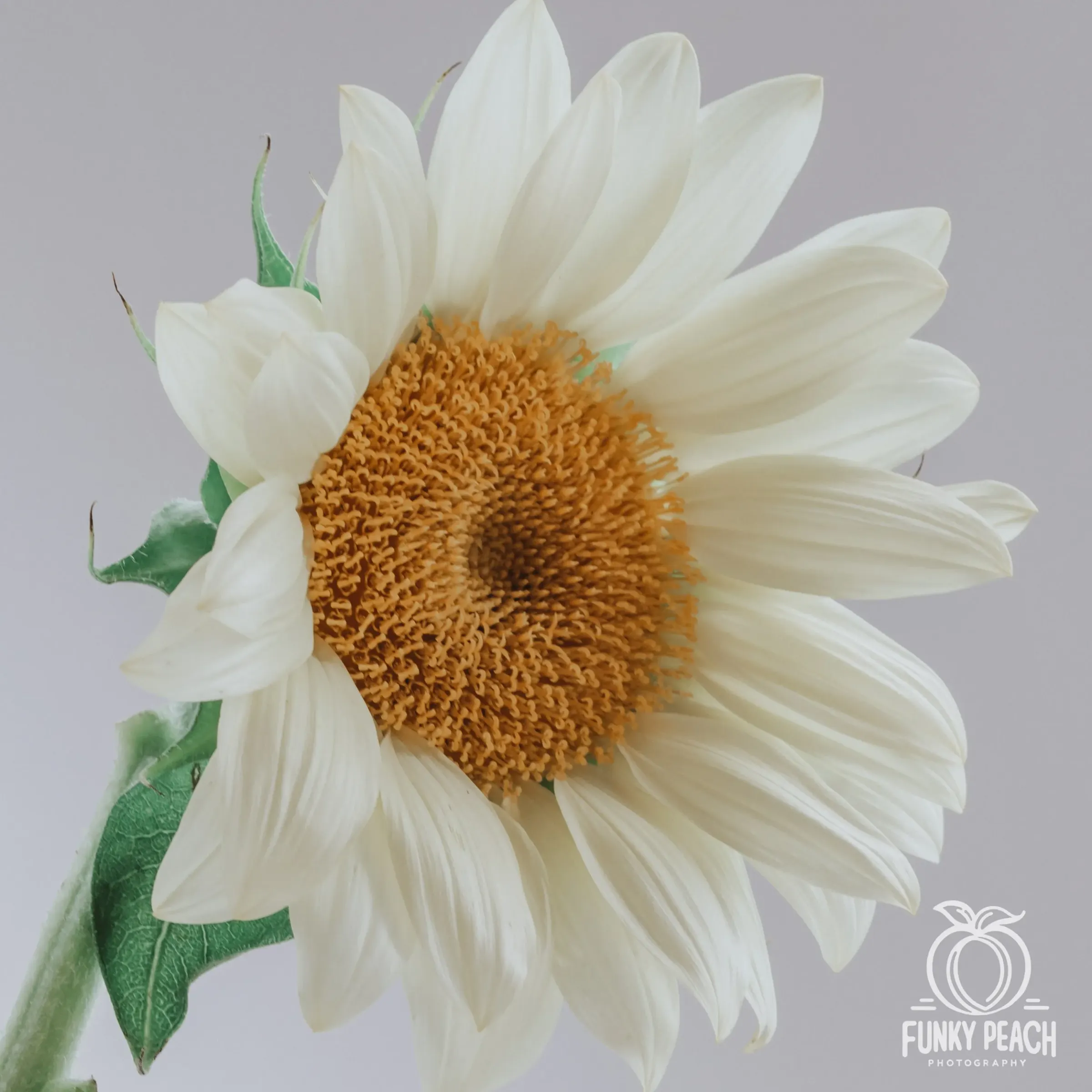 Floral — photograph 26