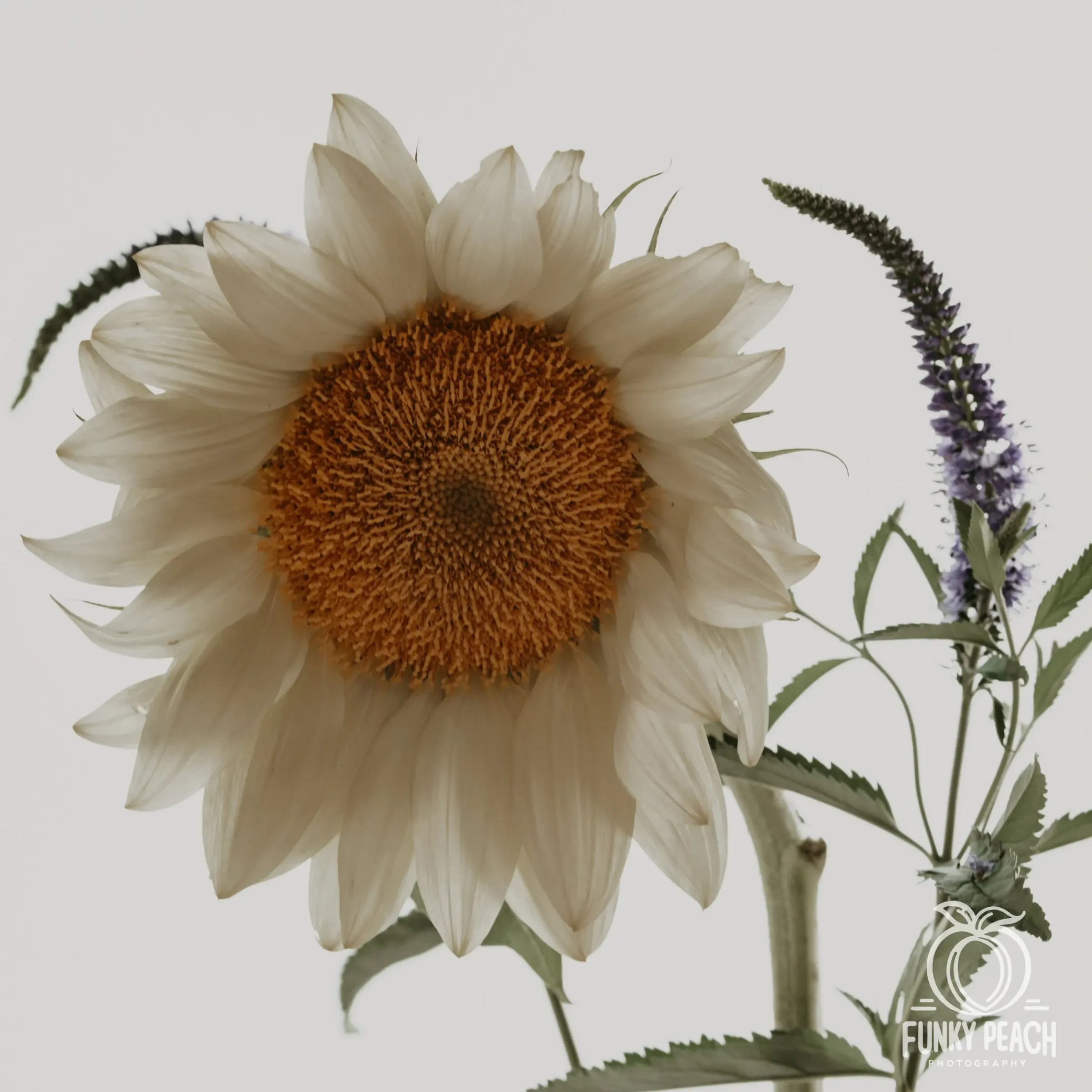 Floral — photograph 34