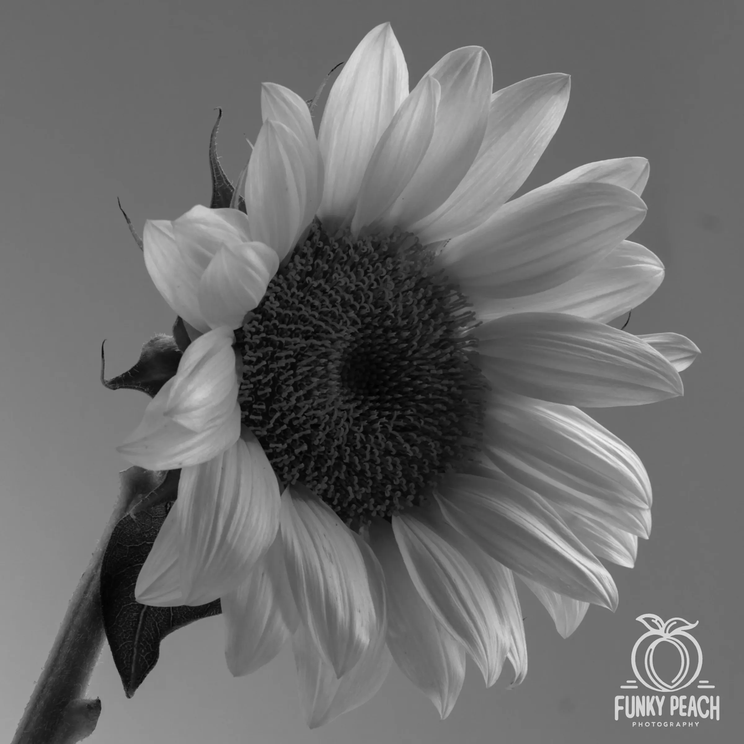 Floral — photograph 27