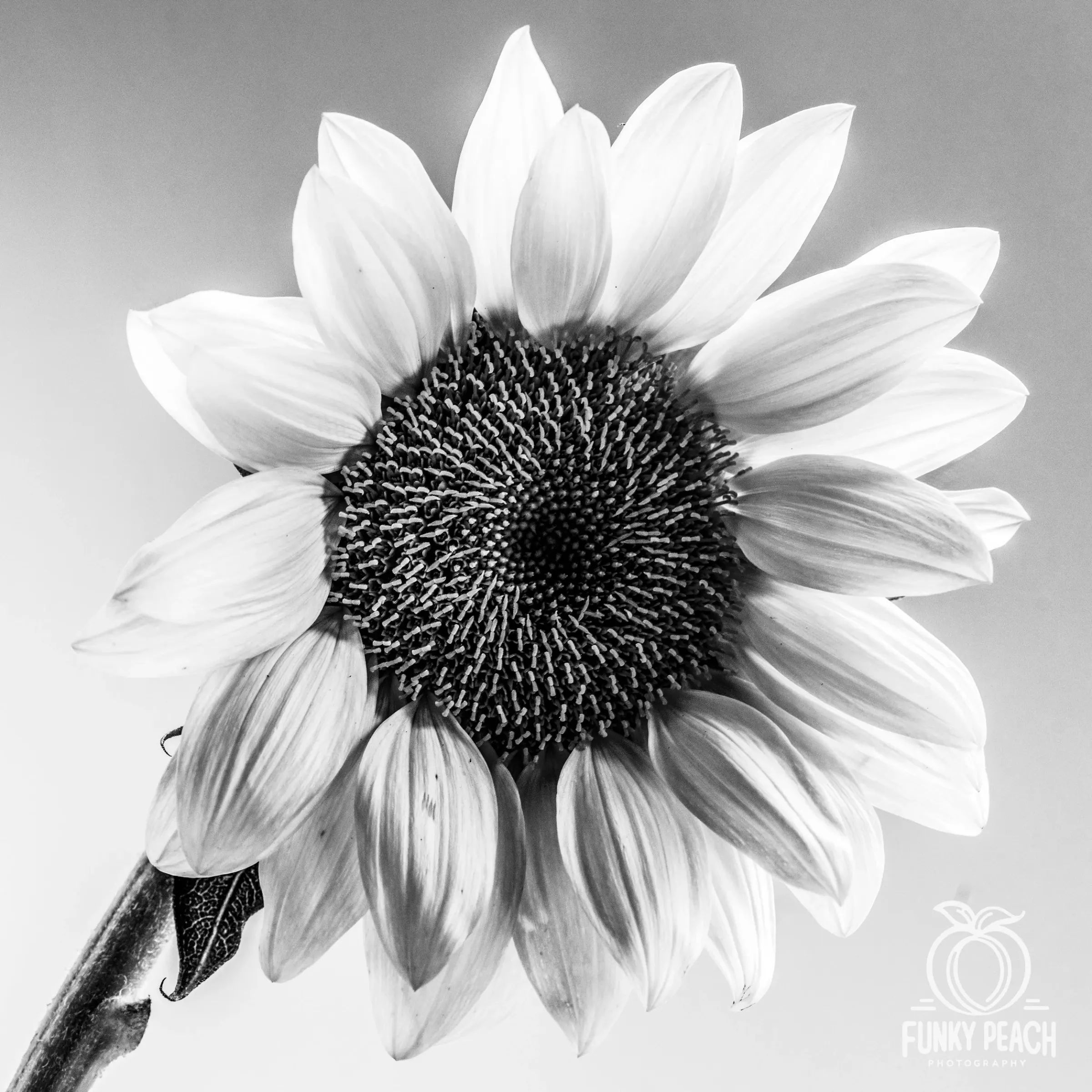 Floral — photograph 31