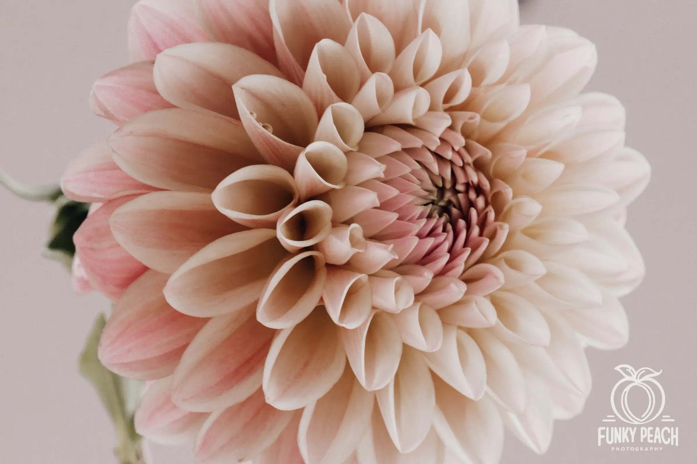 Floral — photograph 25