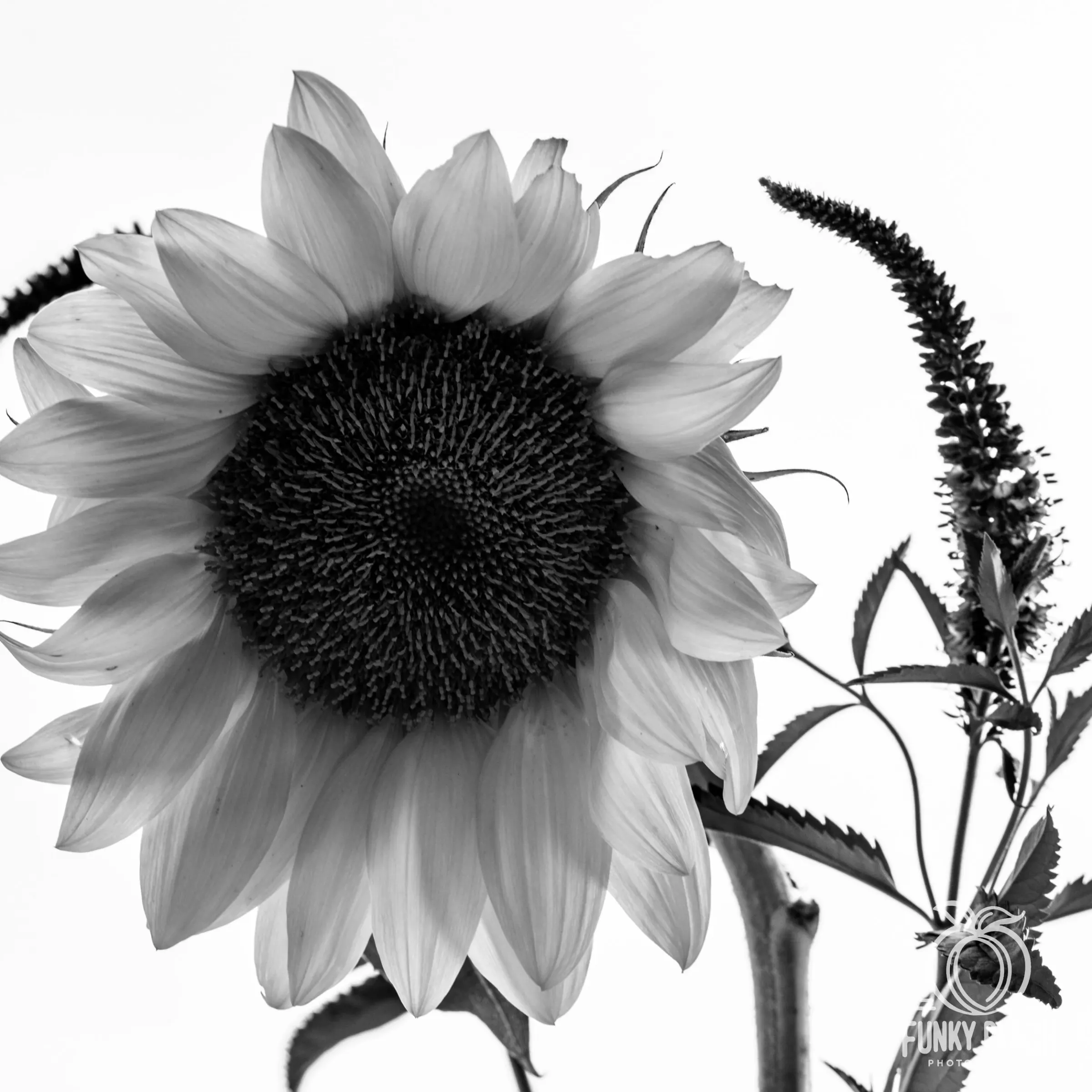 Floral — photograph 33