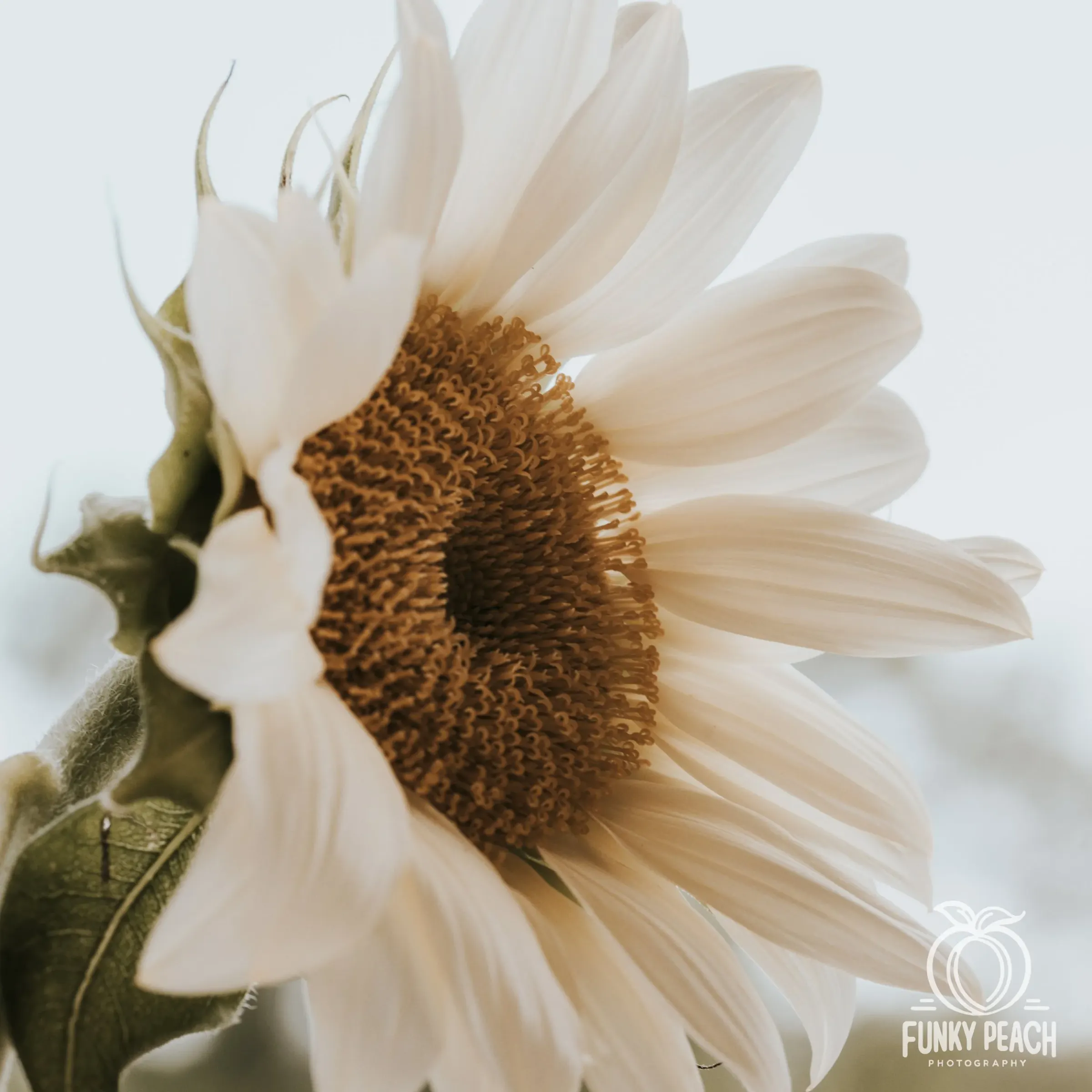 Floral — photograph 32