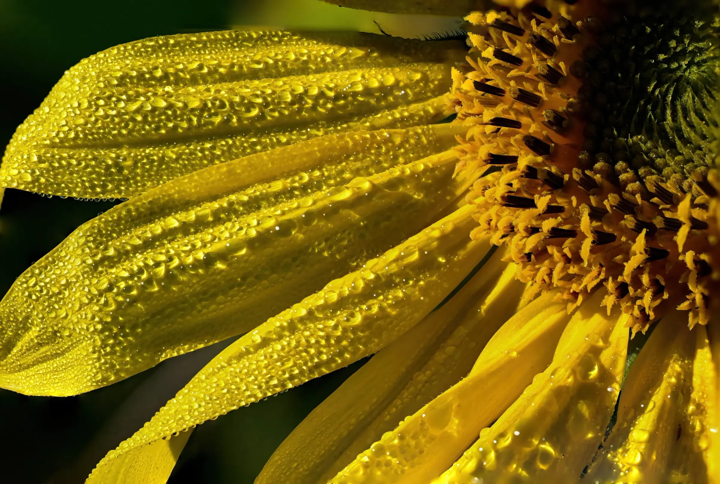 Floral — photograph 8