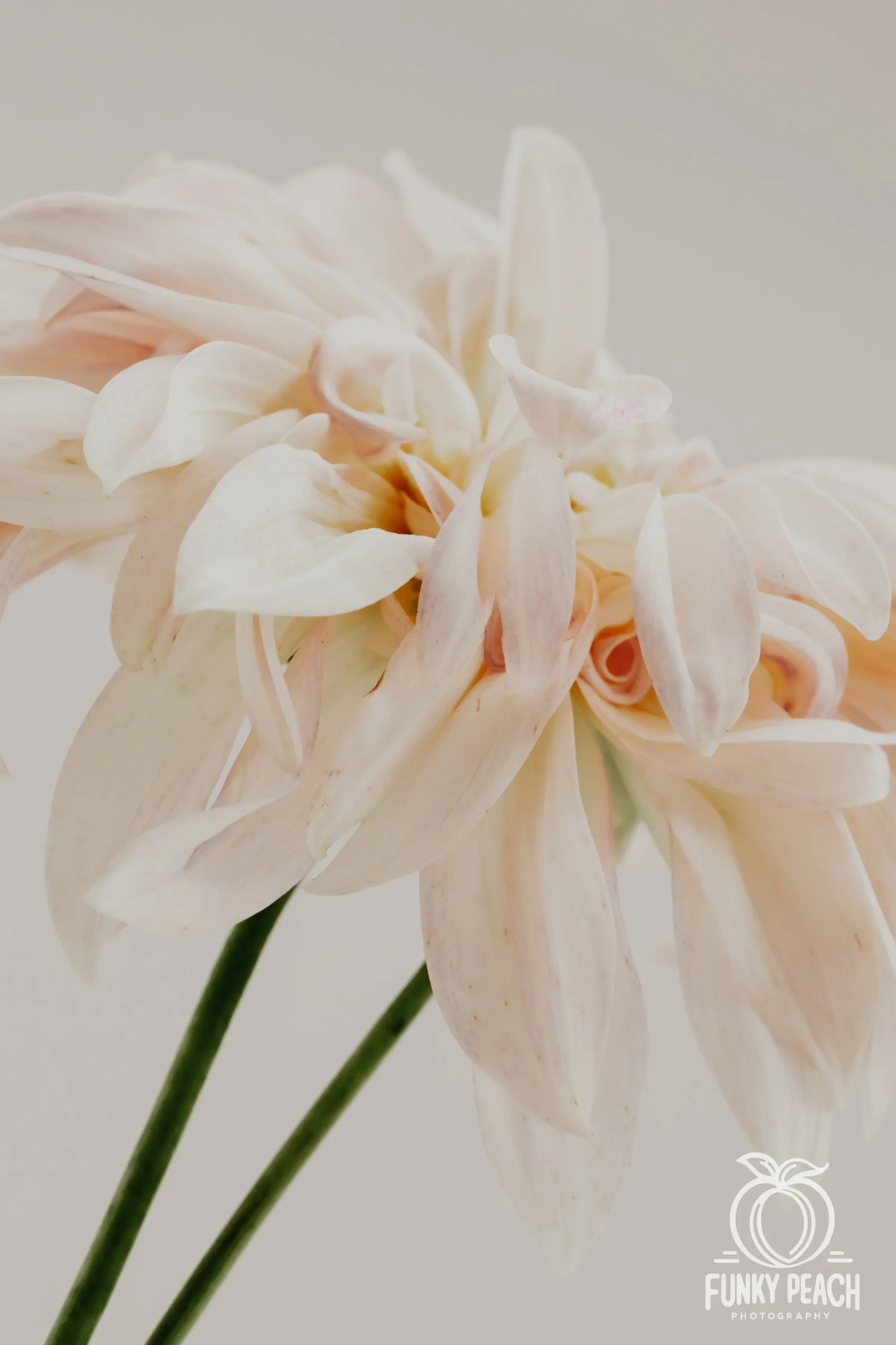Floral — photograph 21