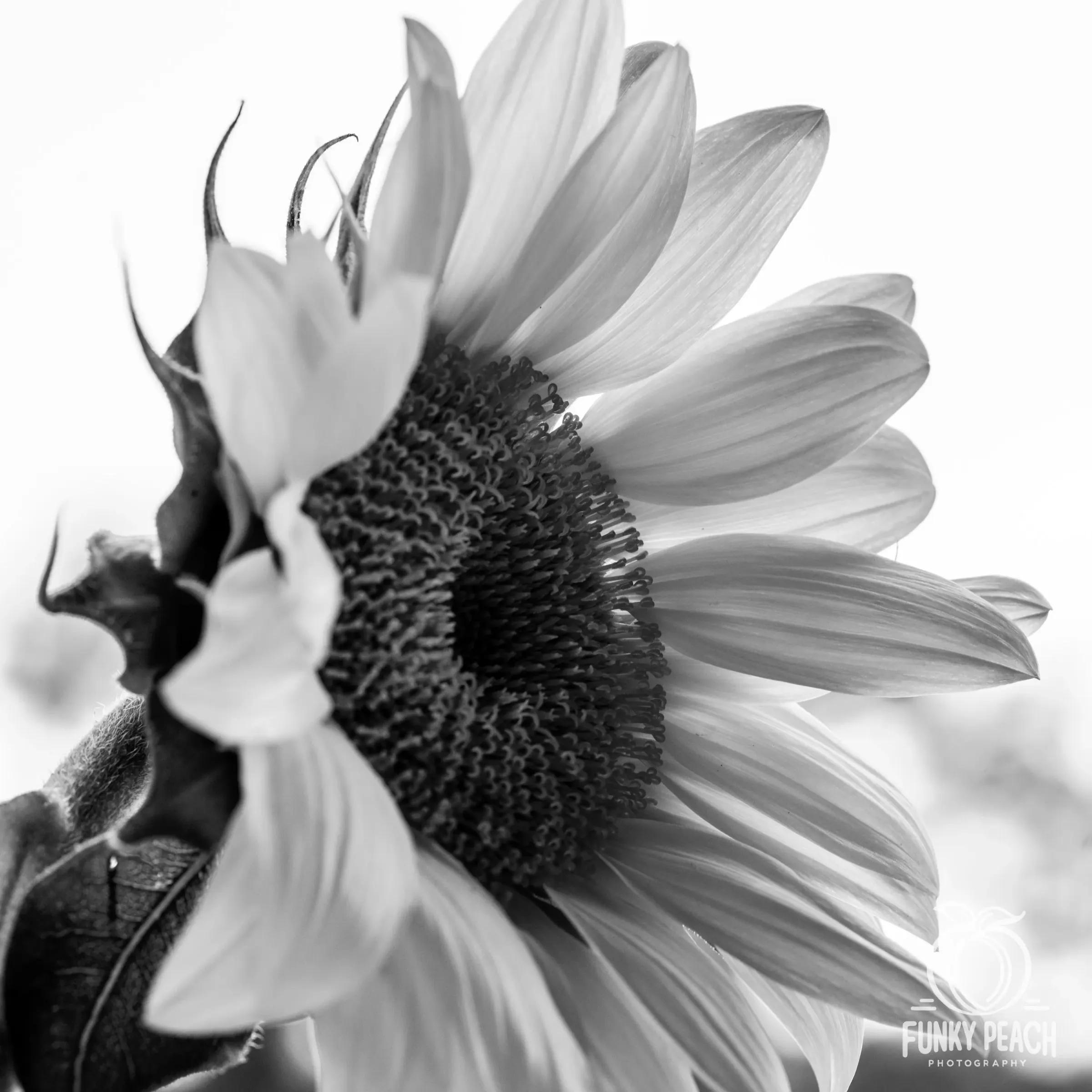Floral — photograph 4