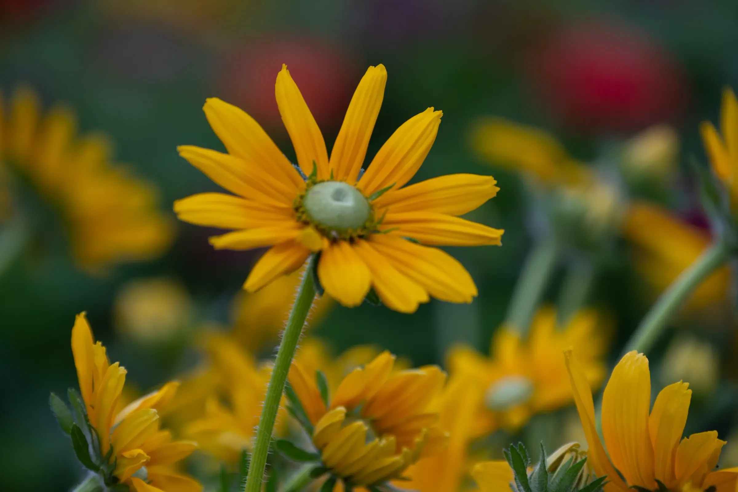 Floral — photograph 12