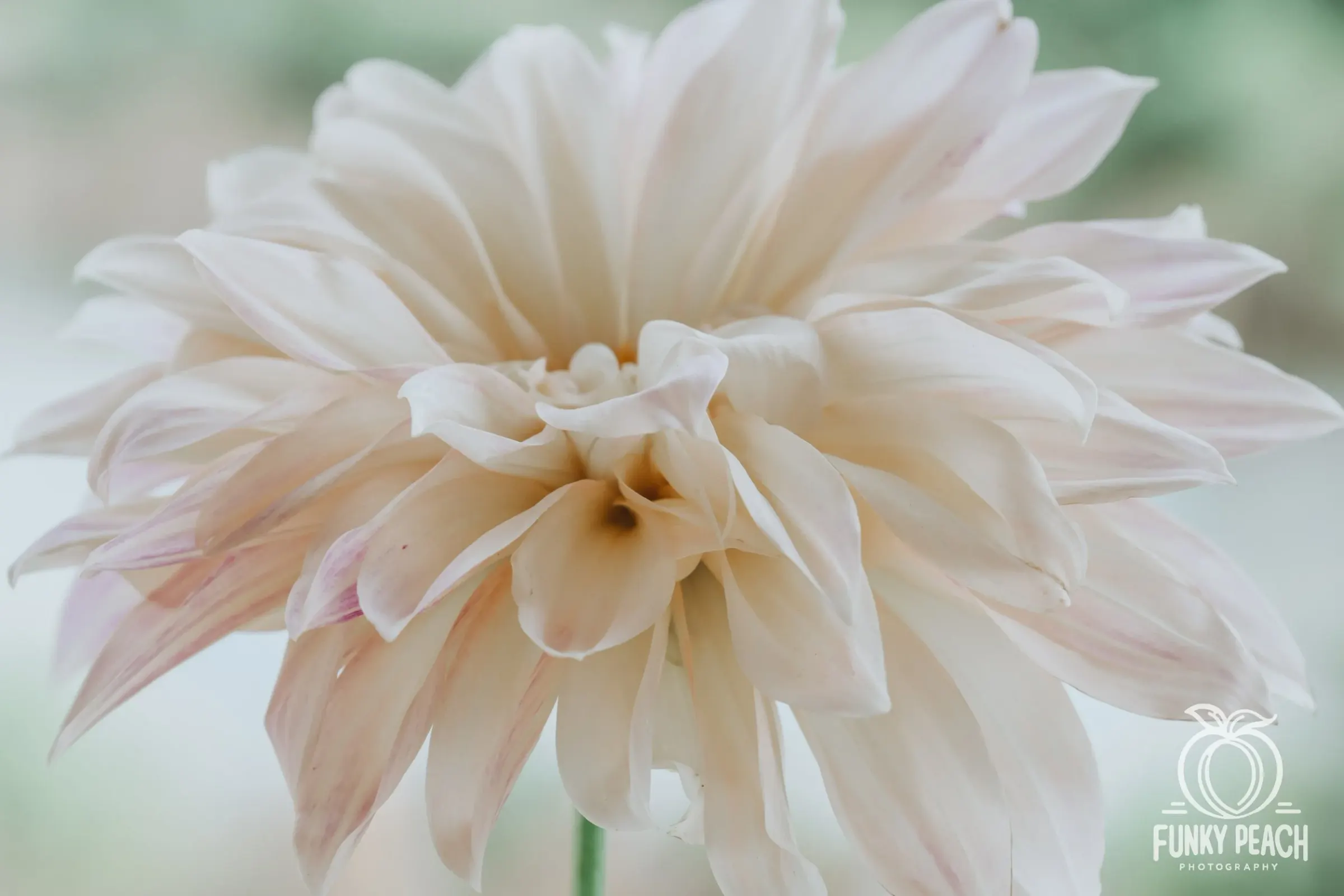 Floral — photograph 16