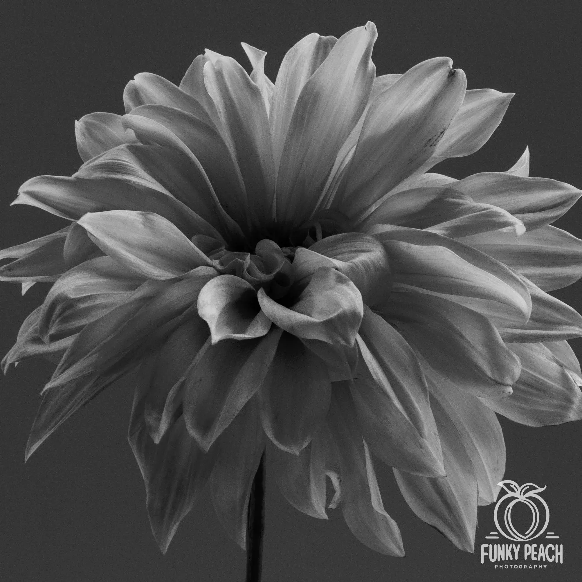 Floral — photograph 17