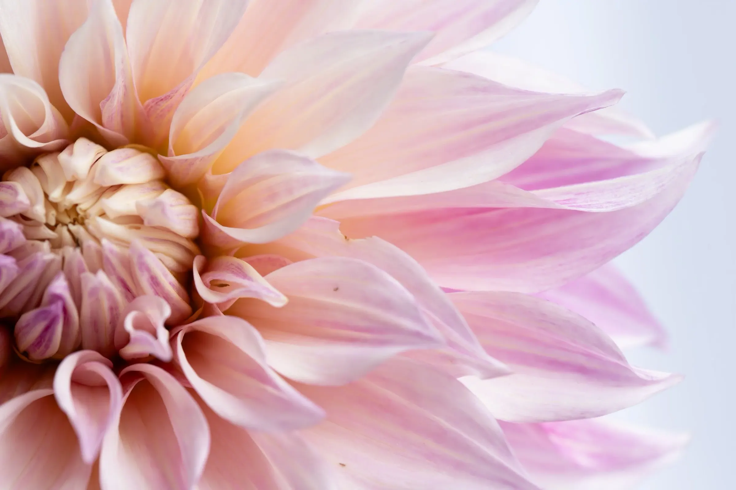 Floral — photograph 13