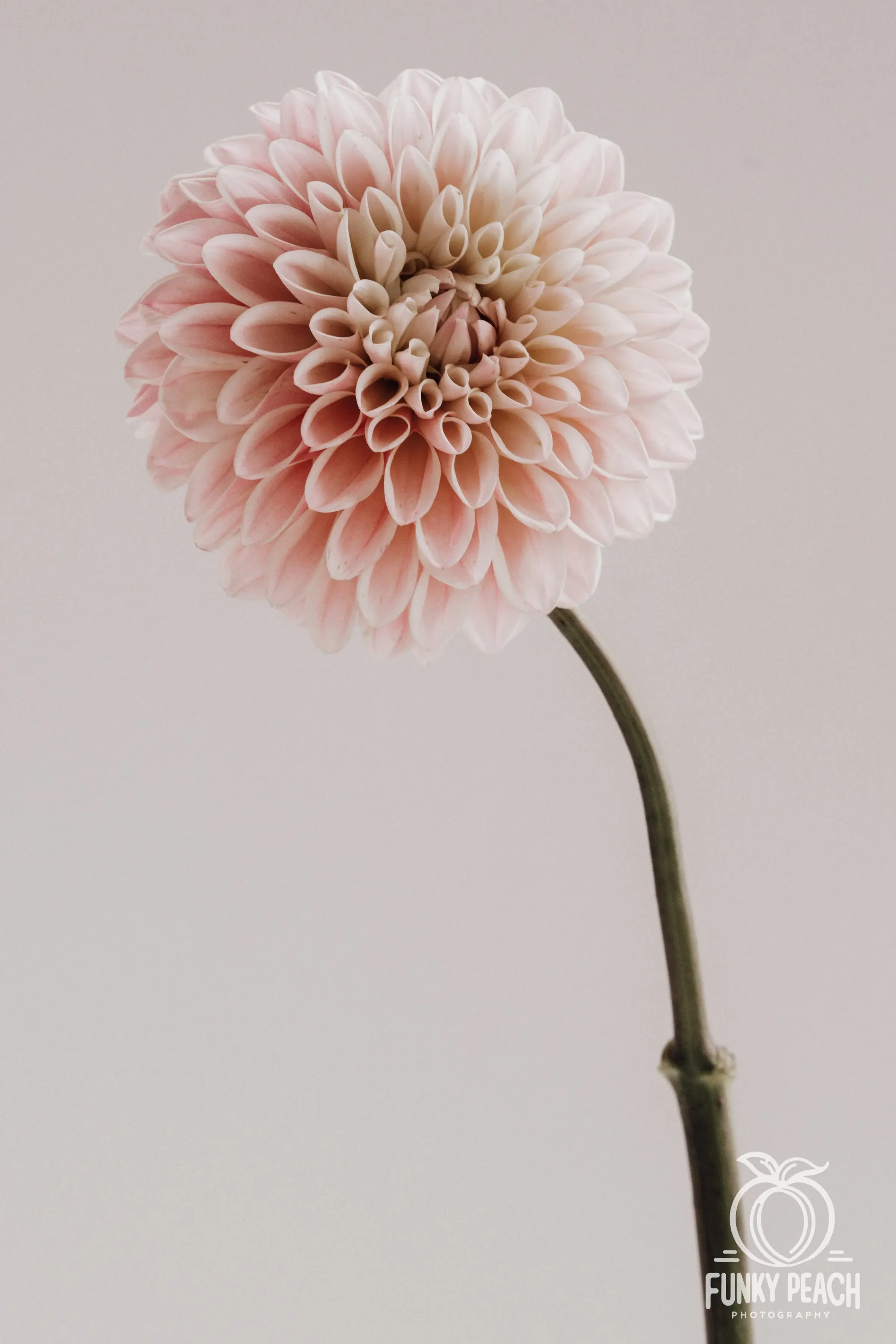 Floral — photograph 23