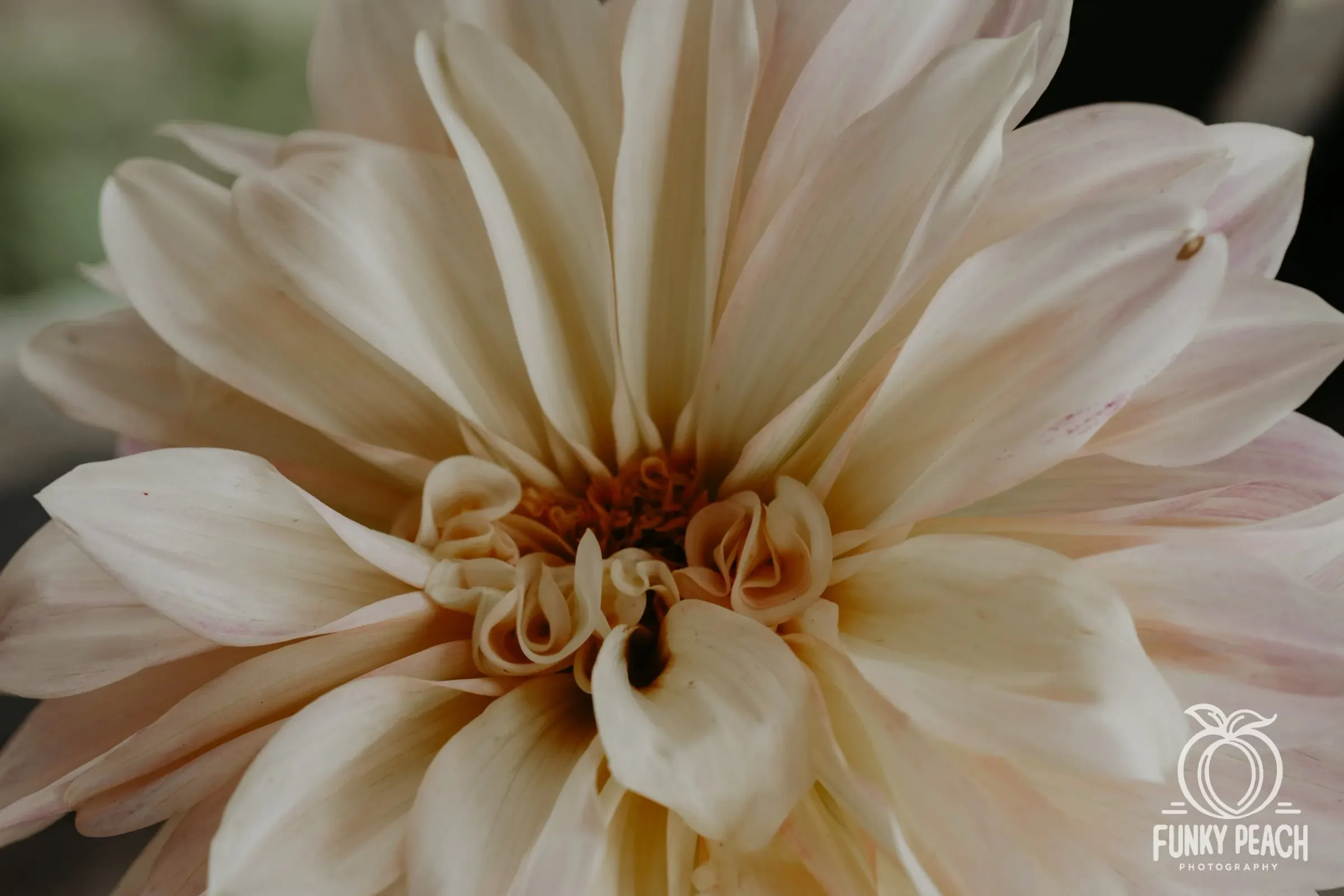 Floral — photograph 19