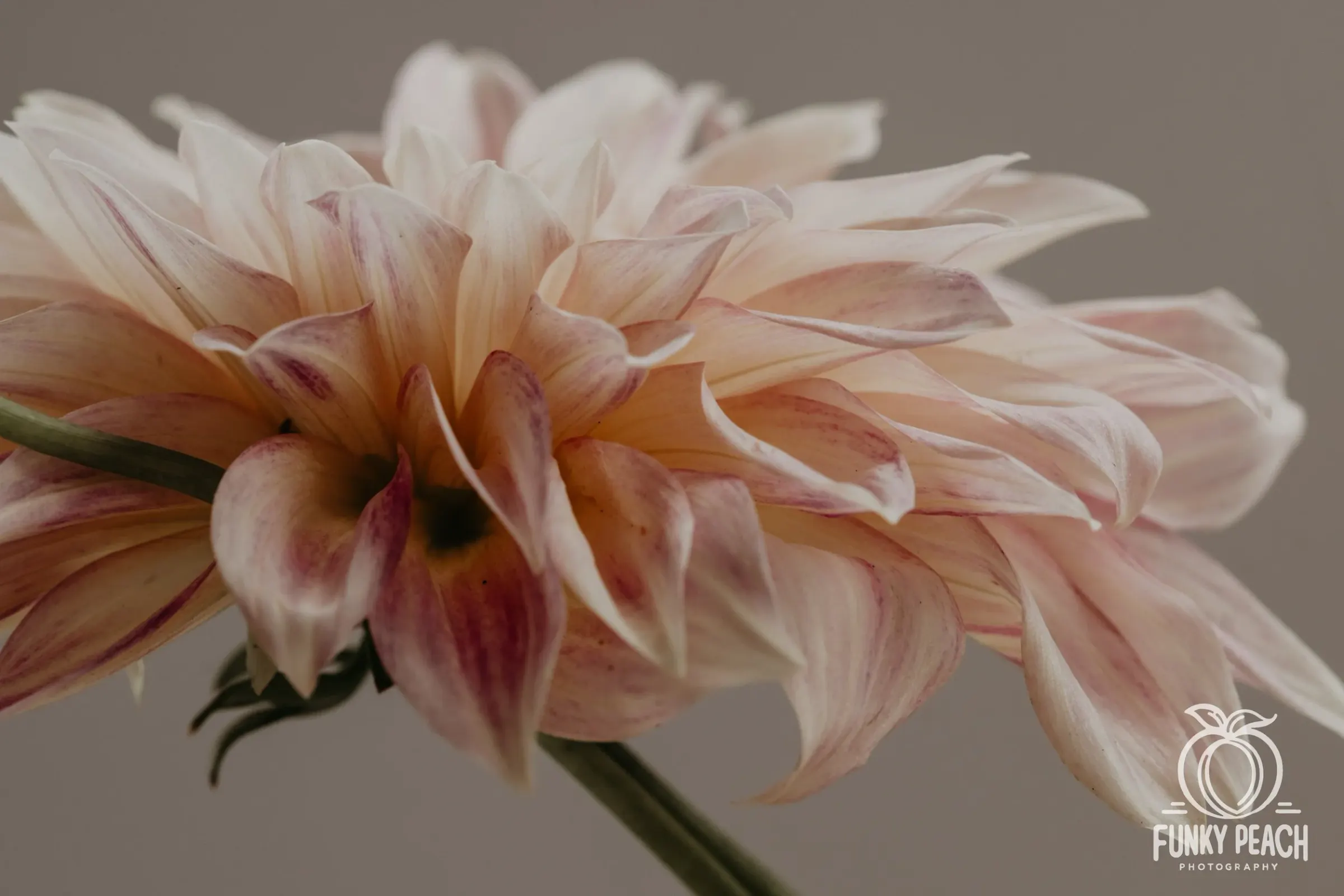 Floral — photograph 22