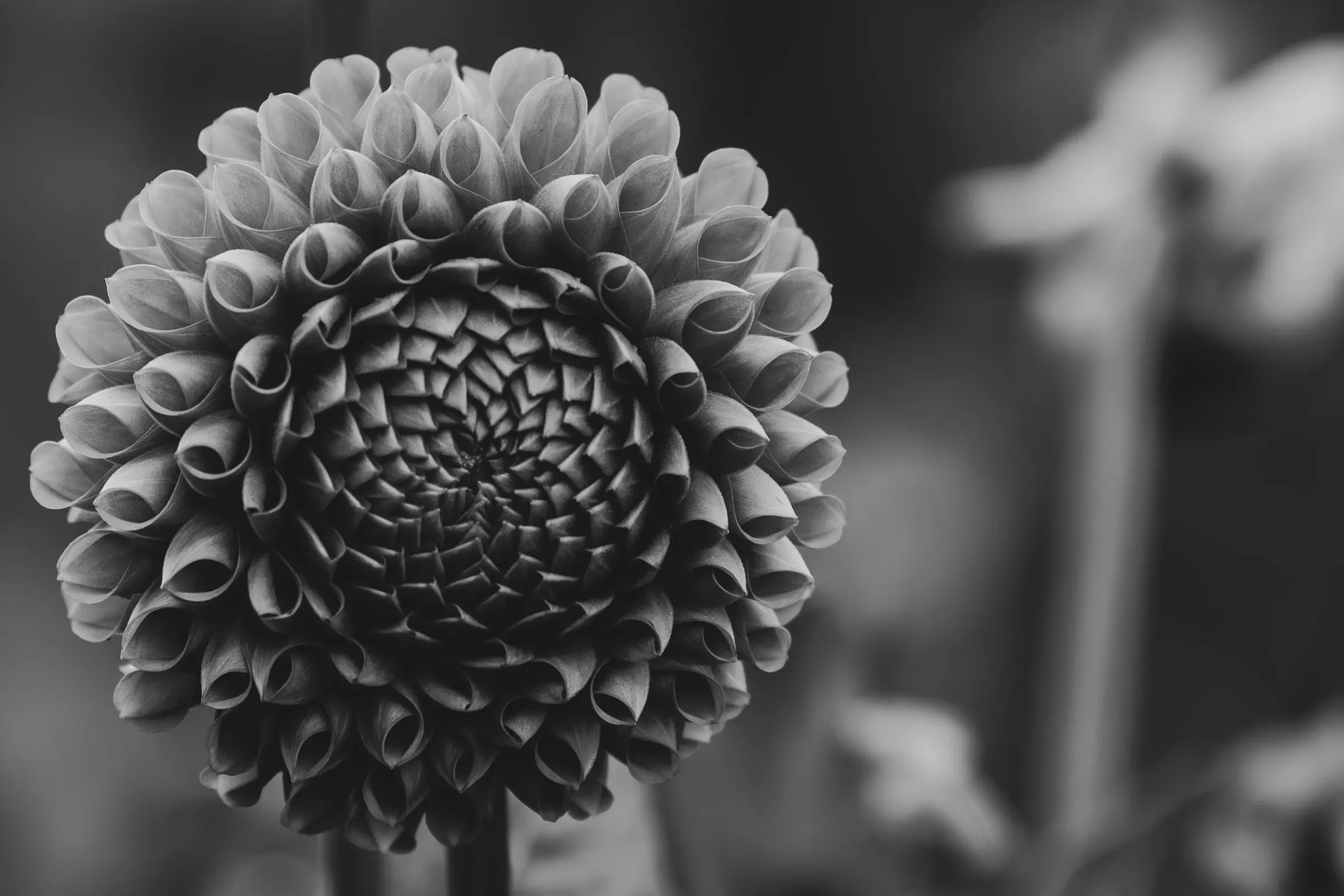 Floral — photograph 11