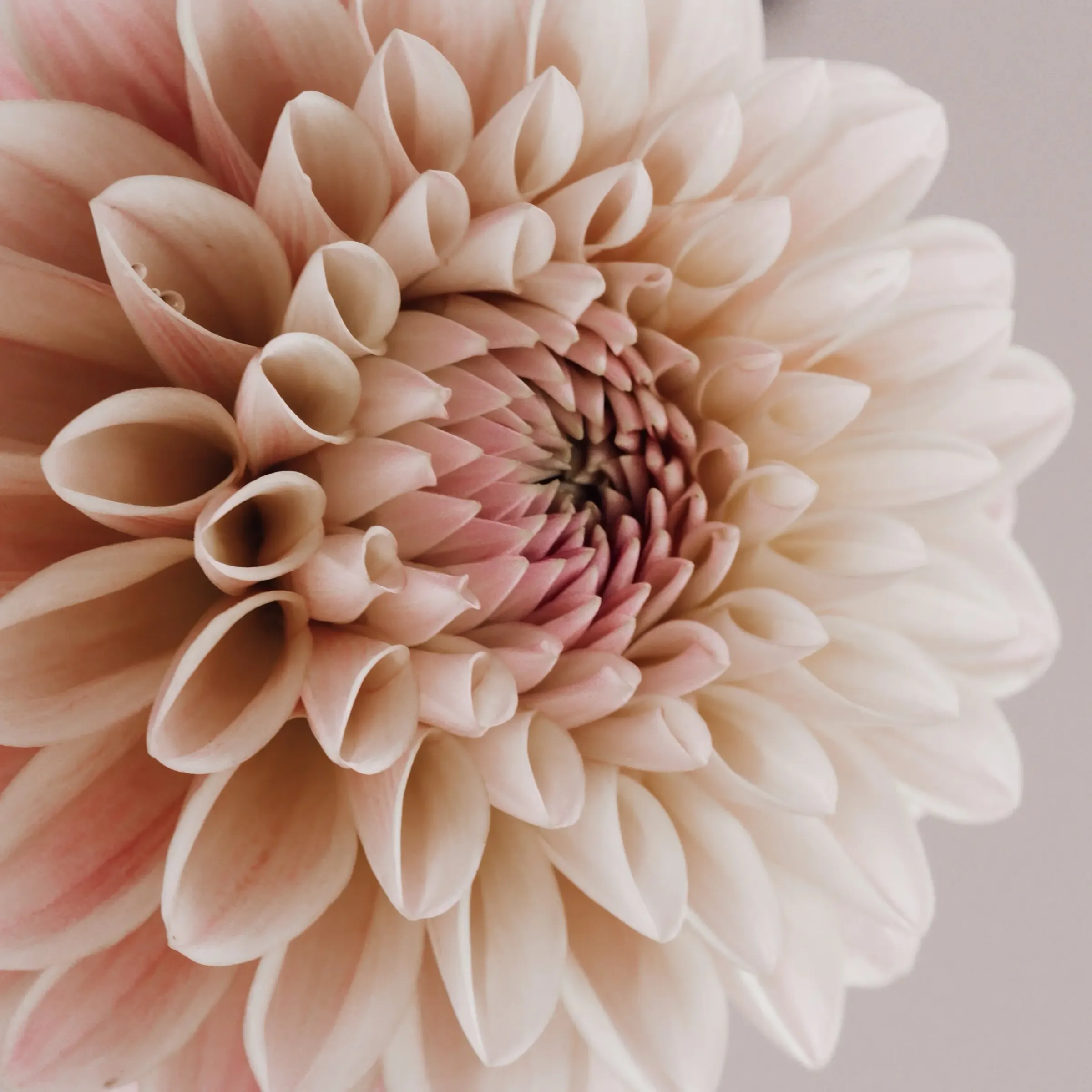 Floral — album cover