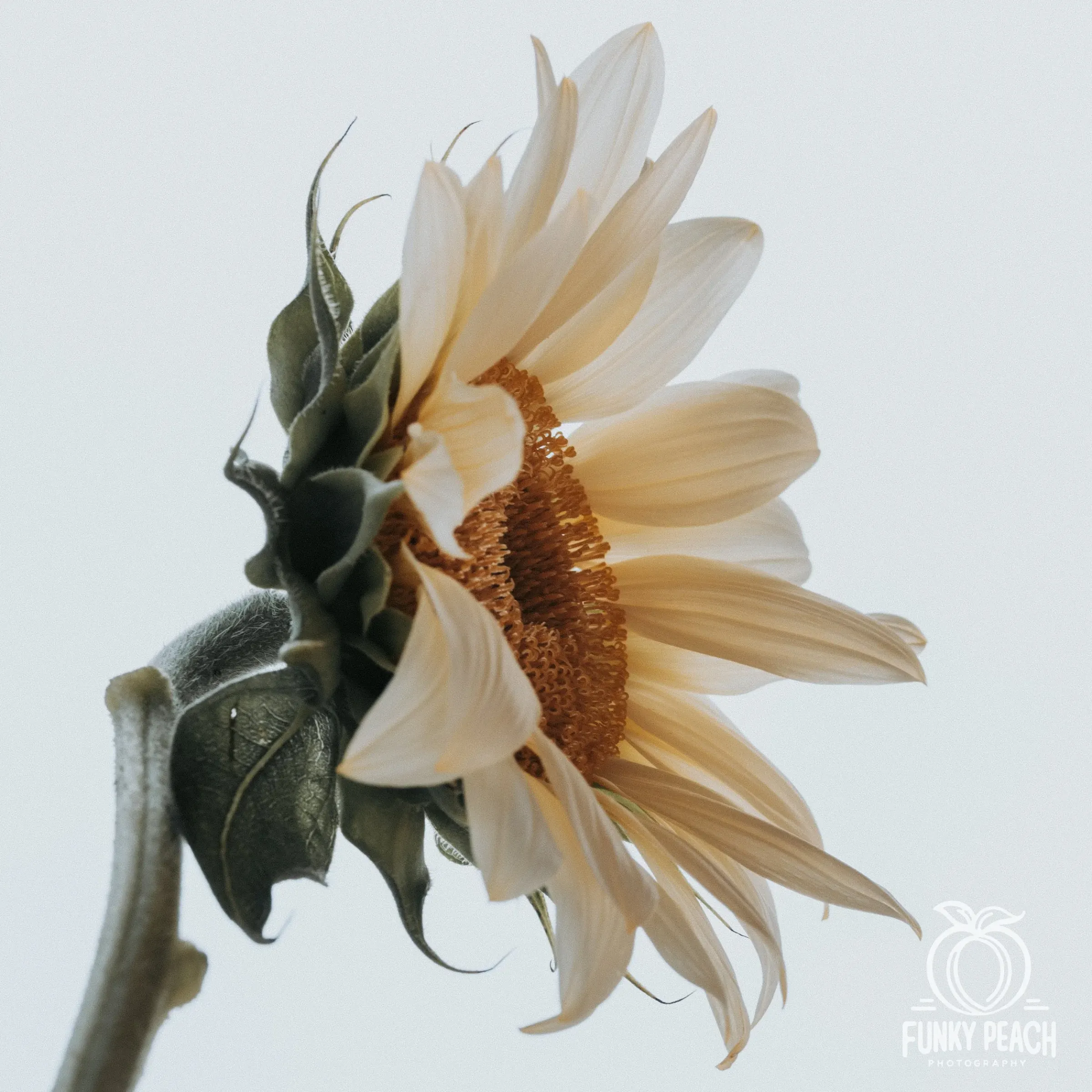 Floral — photograph 30