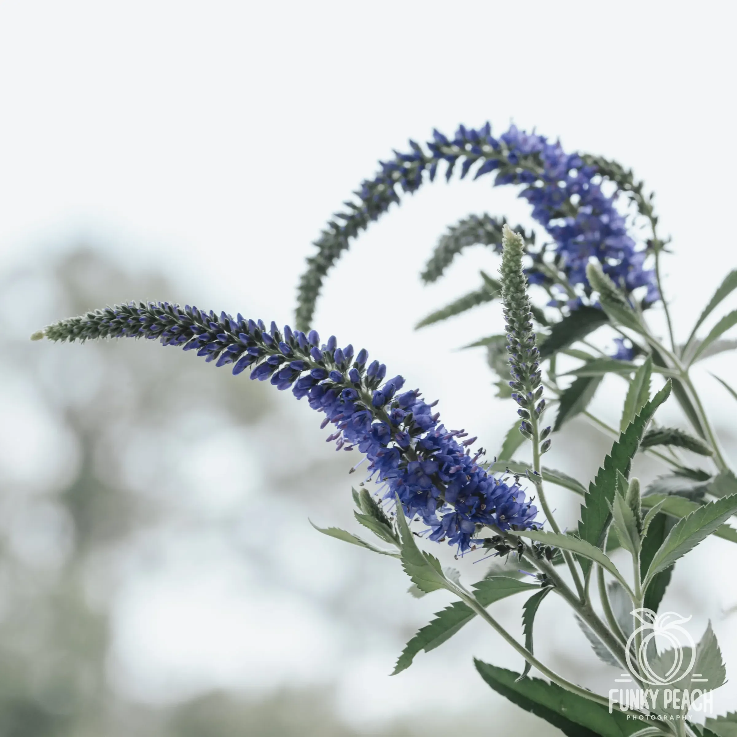 Floral — photograph 29