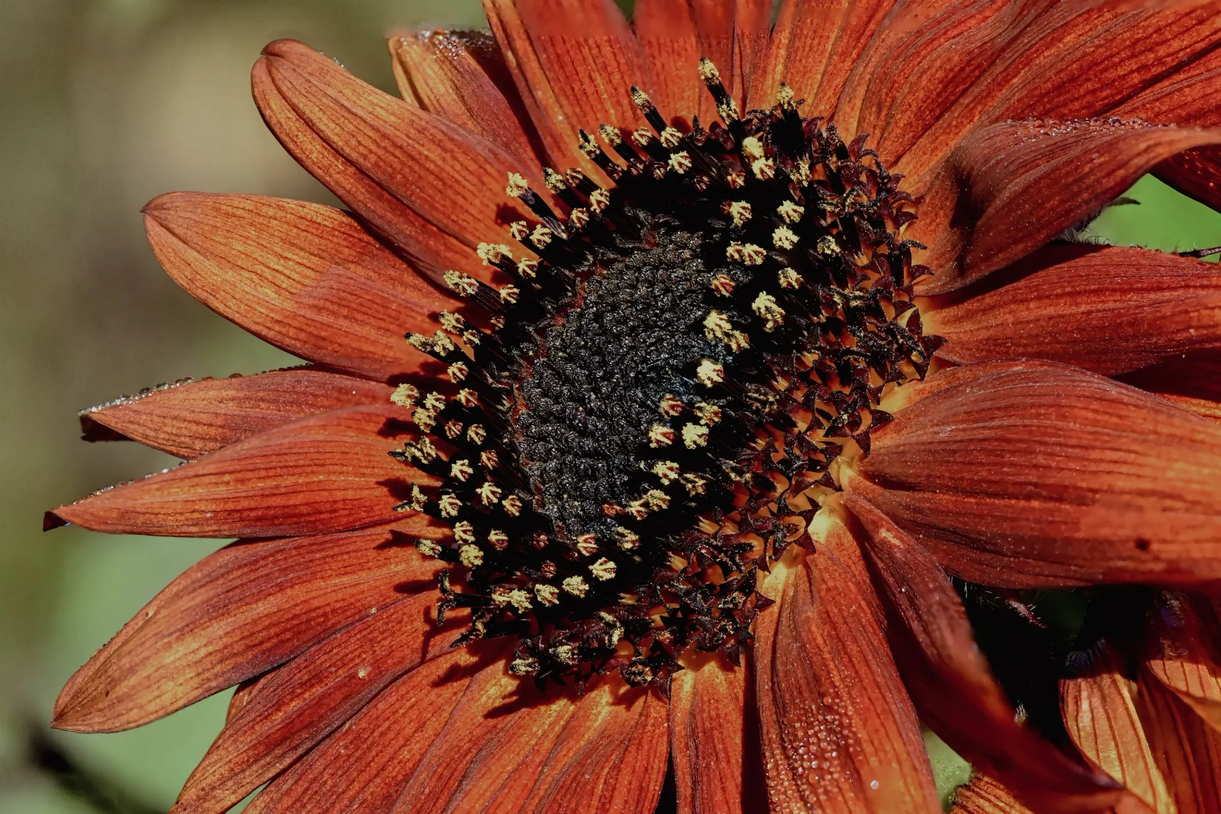 Floral — photograph 5