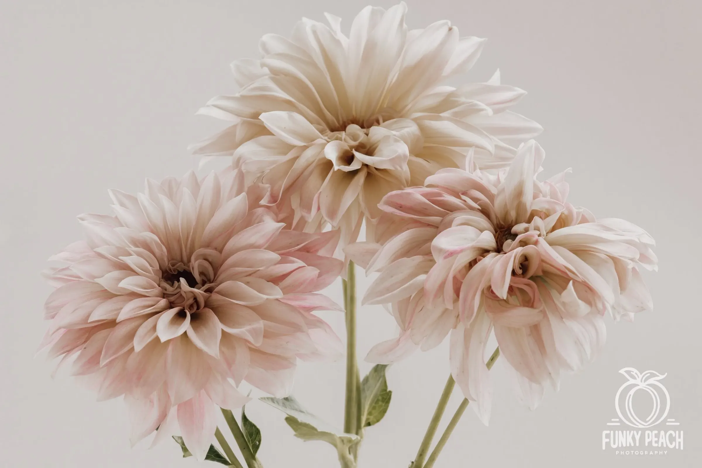 Floral — photograph 18