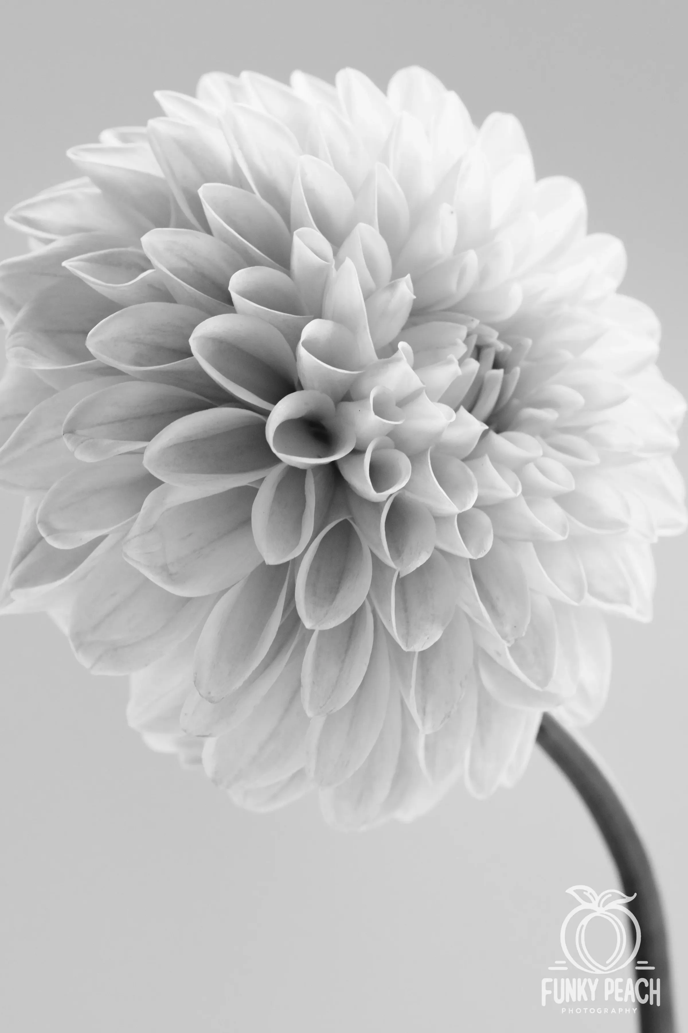 Floral — photograph 24
