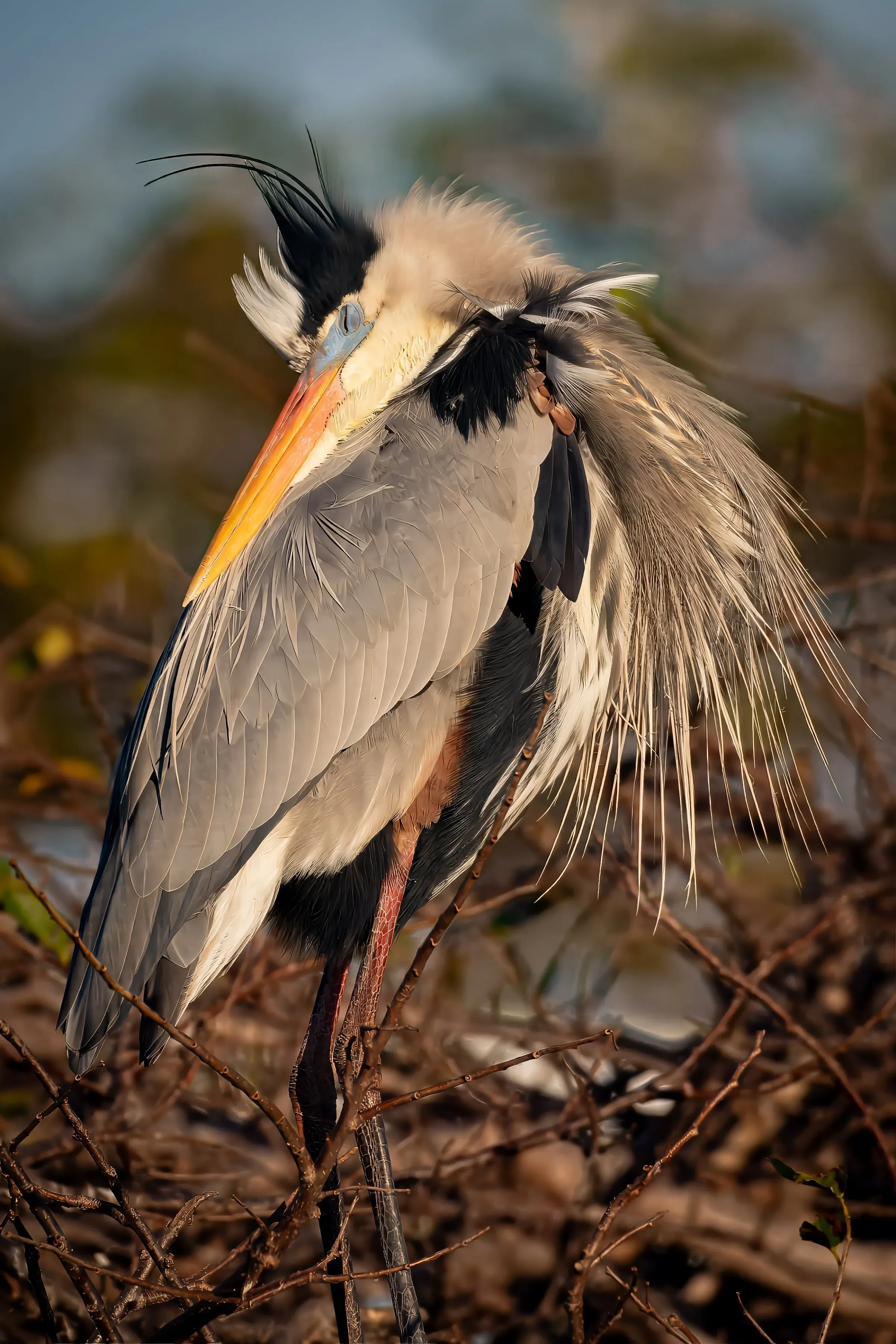 Great Blue Heron — photograph 19