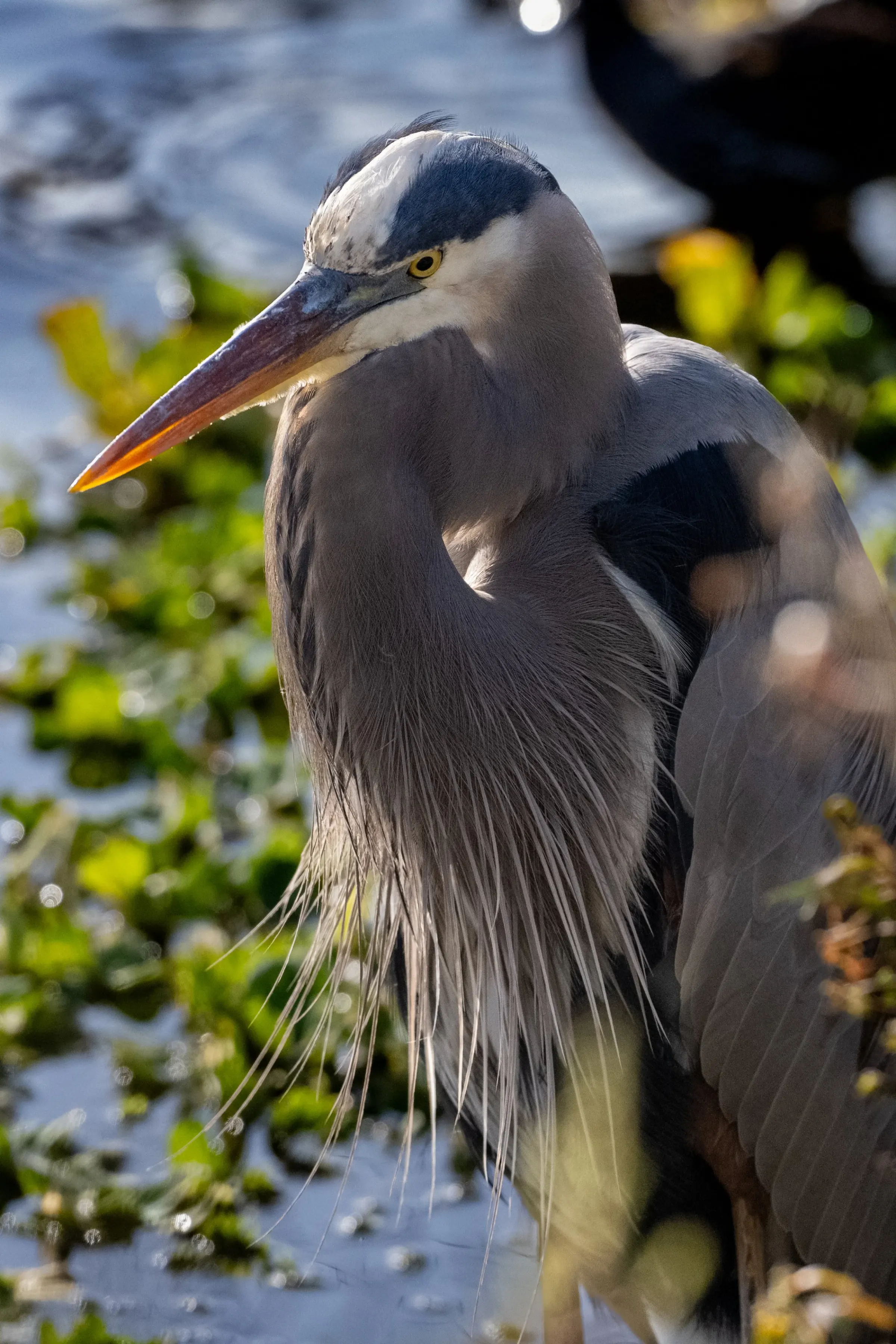 Great Blue Heron — photograph 7