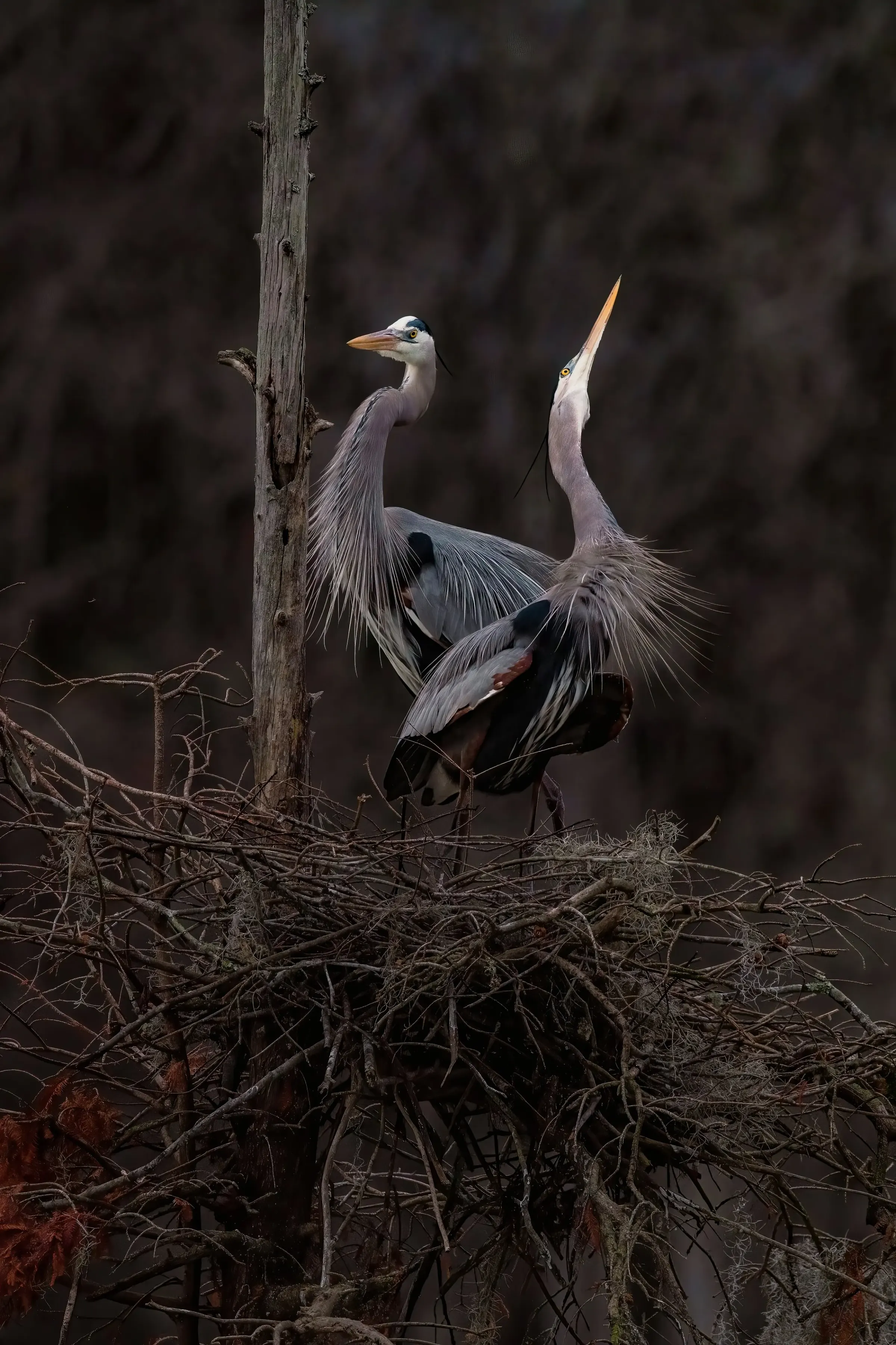 Great Blue Heron — photograph 12