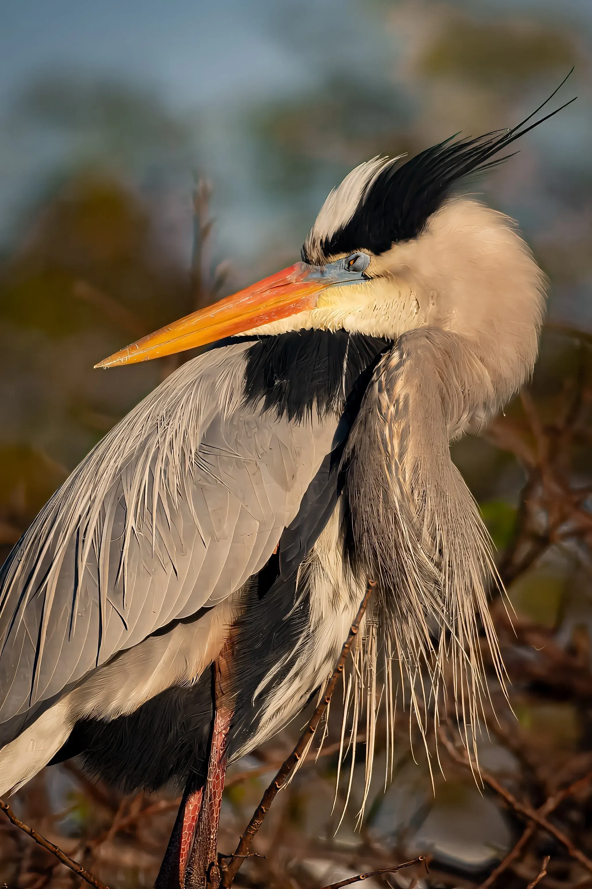 Great Blue Heron — photograph 22