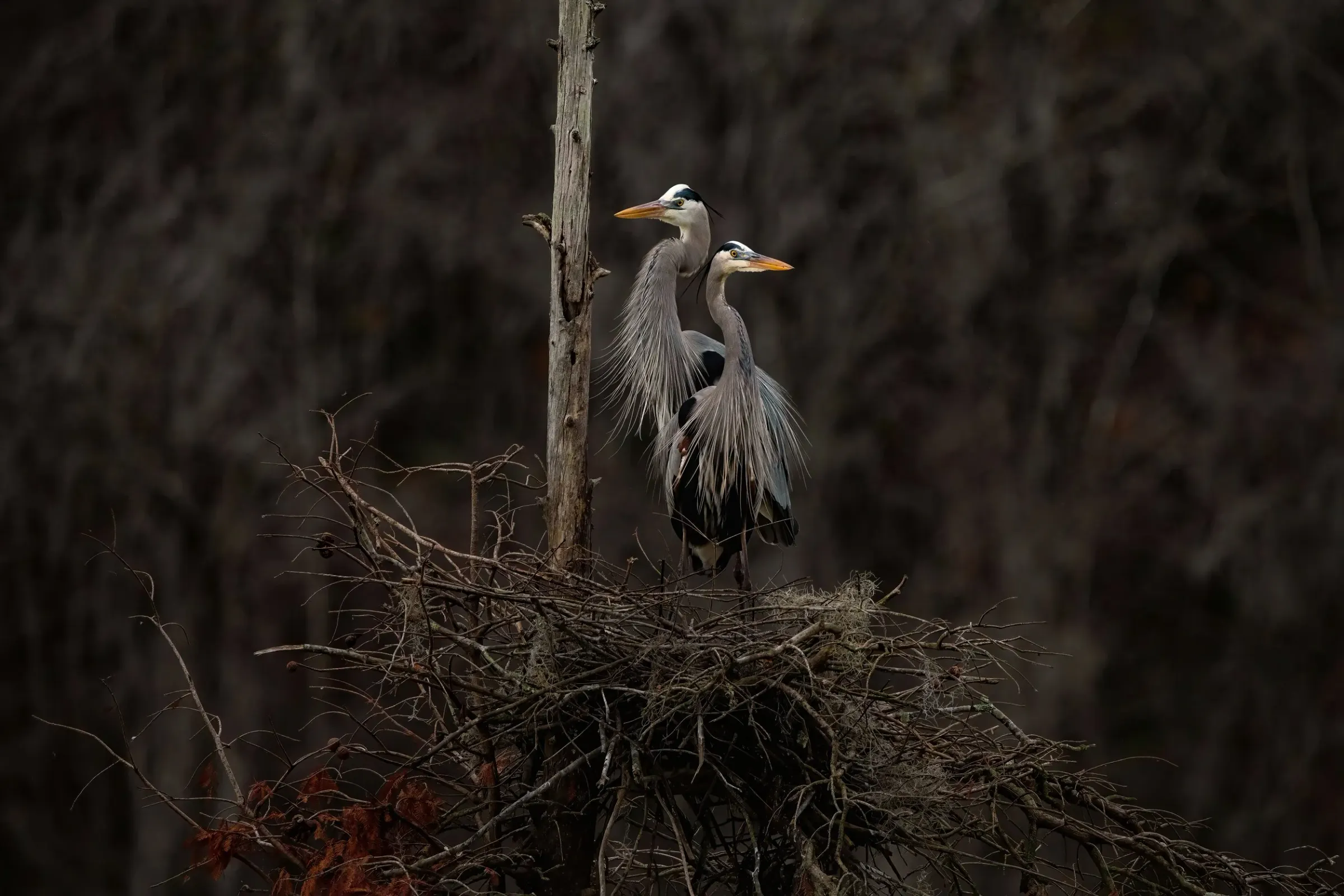 Great Blue Heron — photograph 15