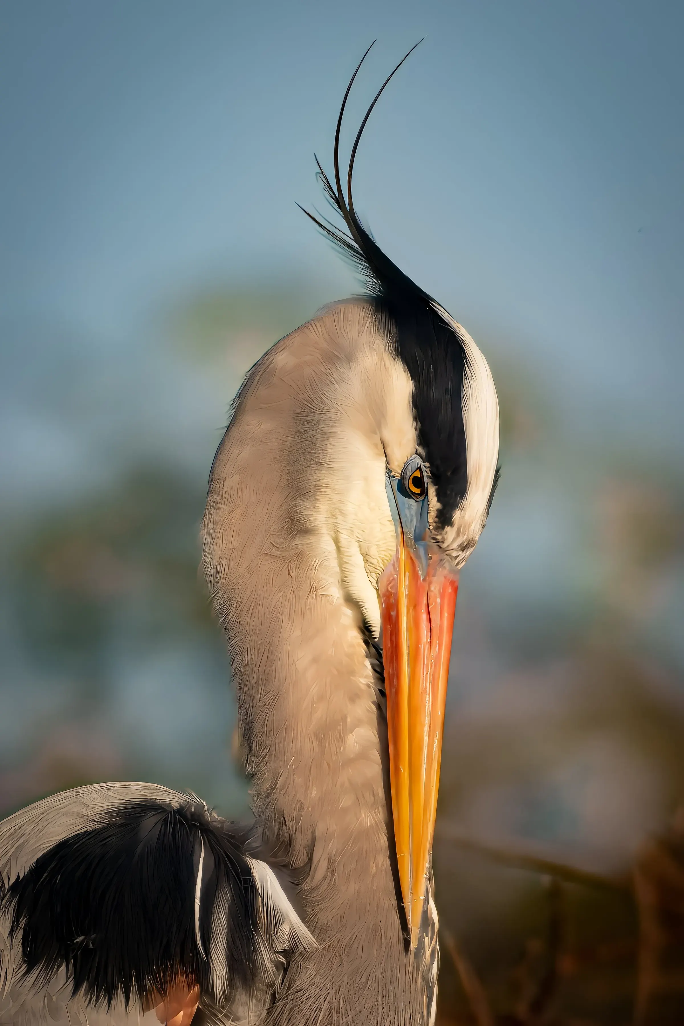 Great Blue Heron — photograph 25