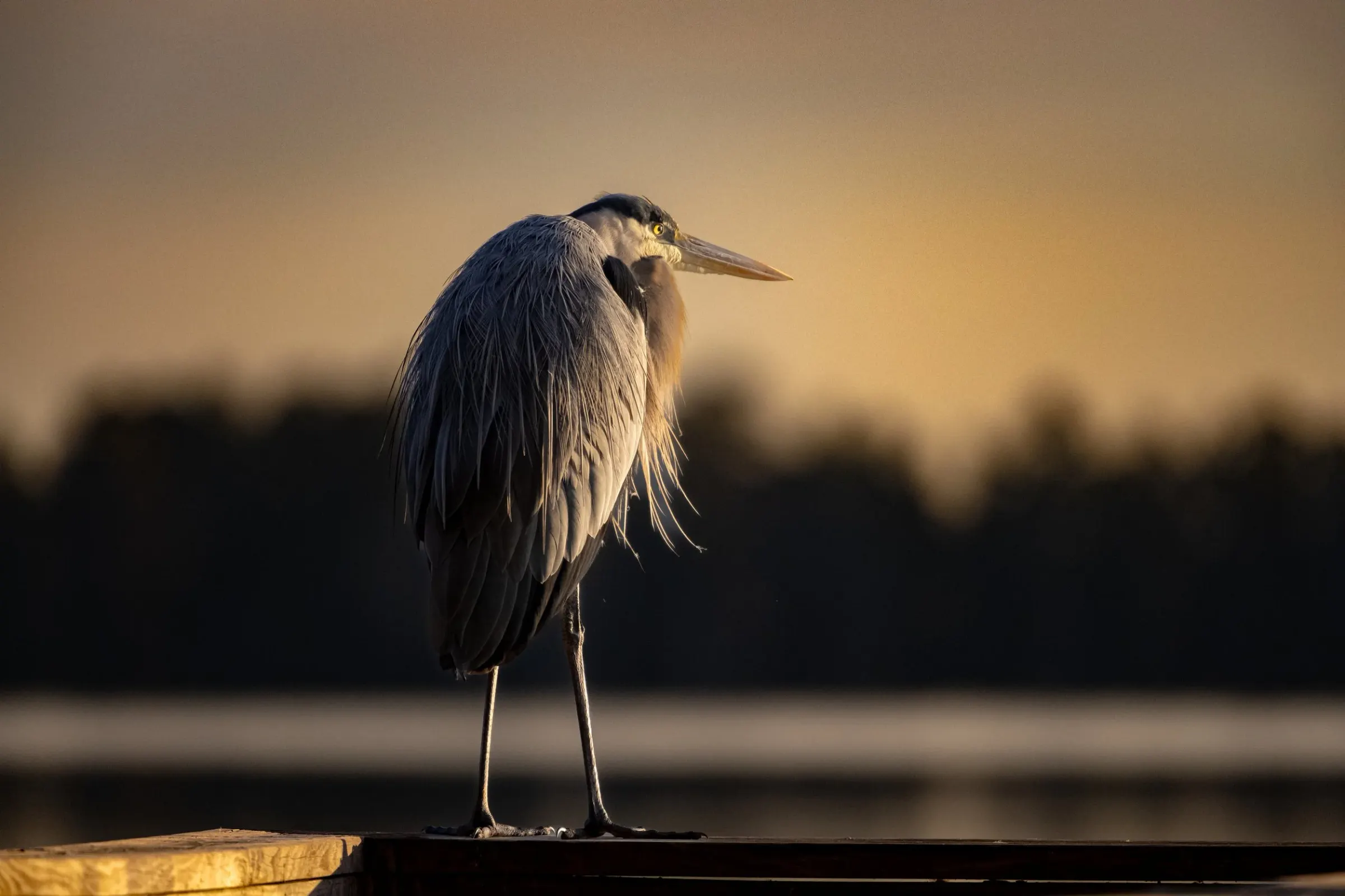 Great Blue Heron — album cover