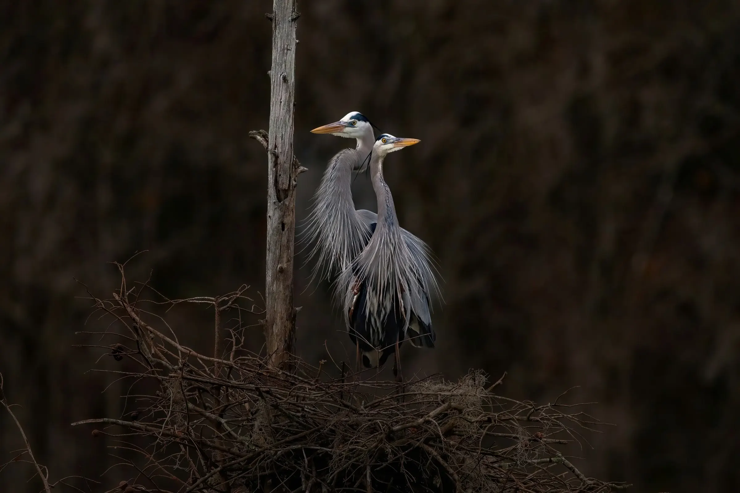 Great Blue Heron — photograph 14