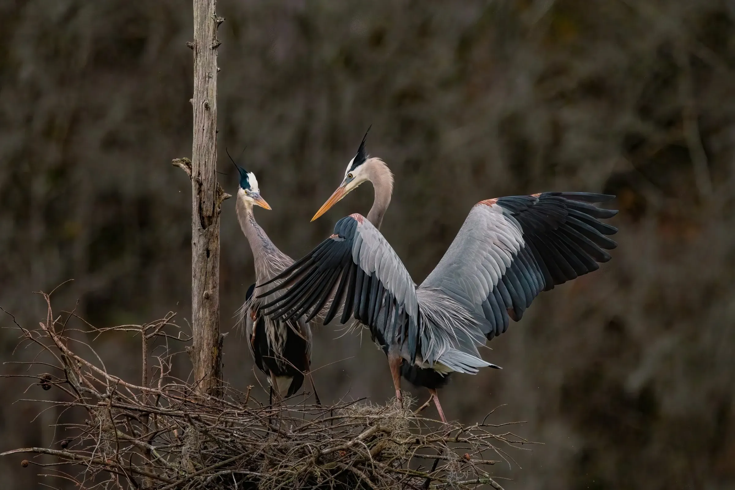 Great Blue Heron — photograph 9