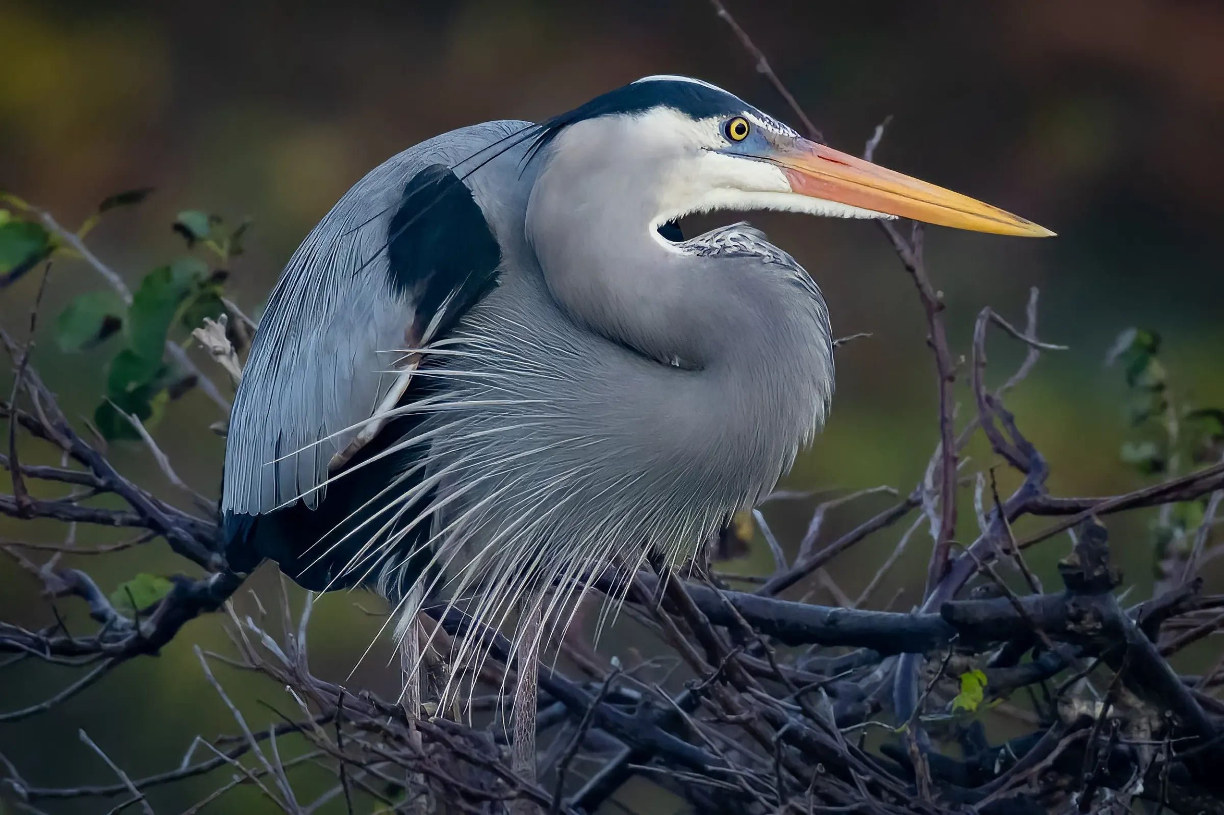 Great Blue Heron — photograph 17