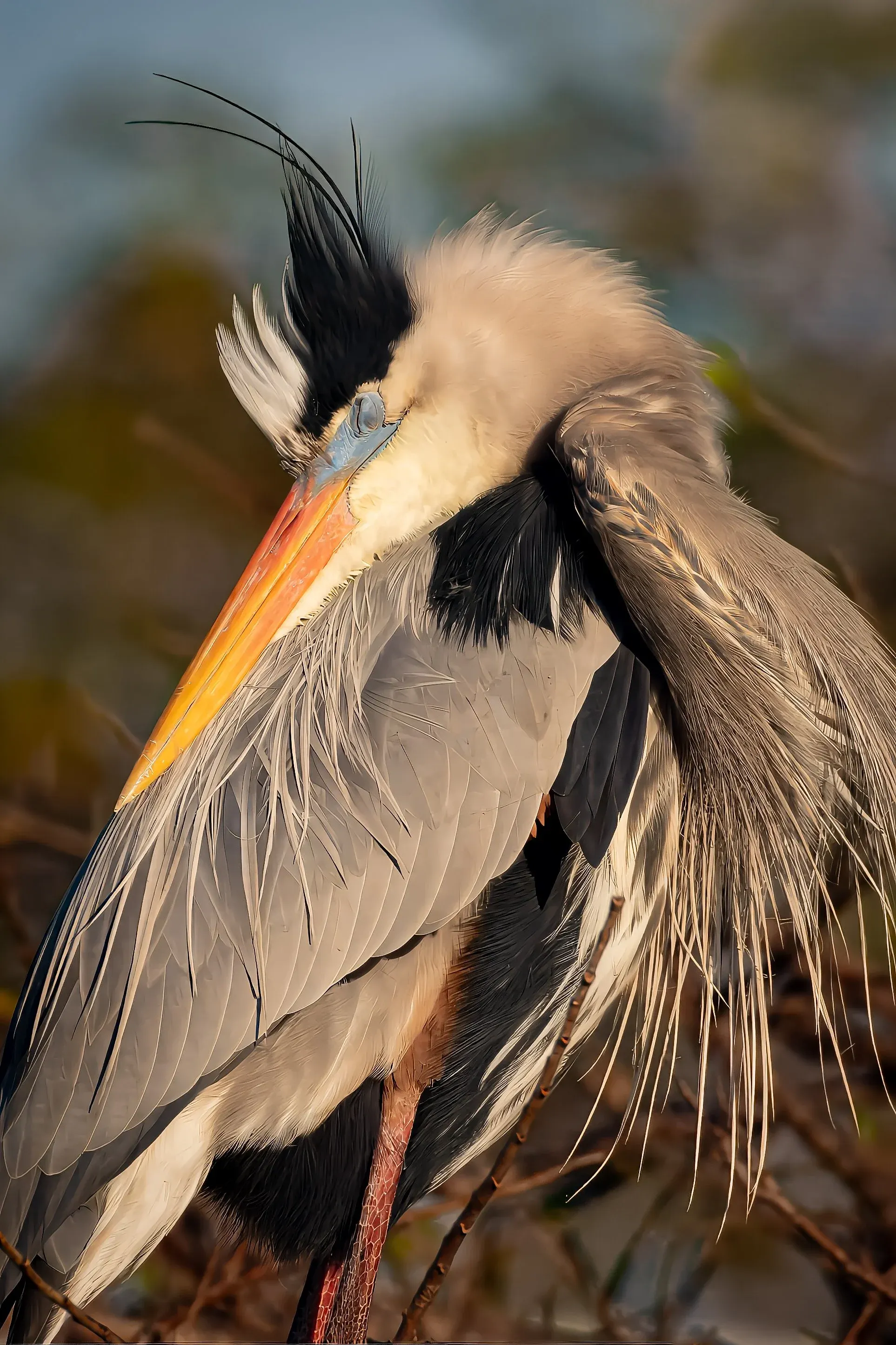 Great Blue Heron — photograph 20