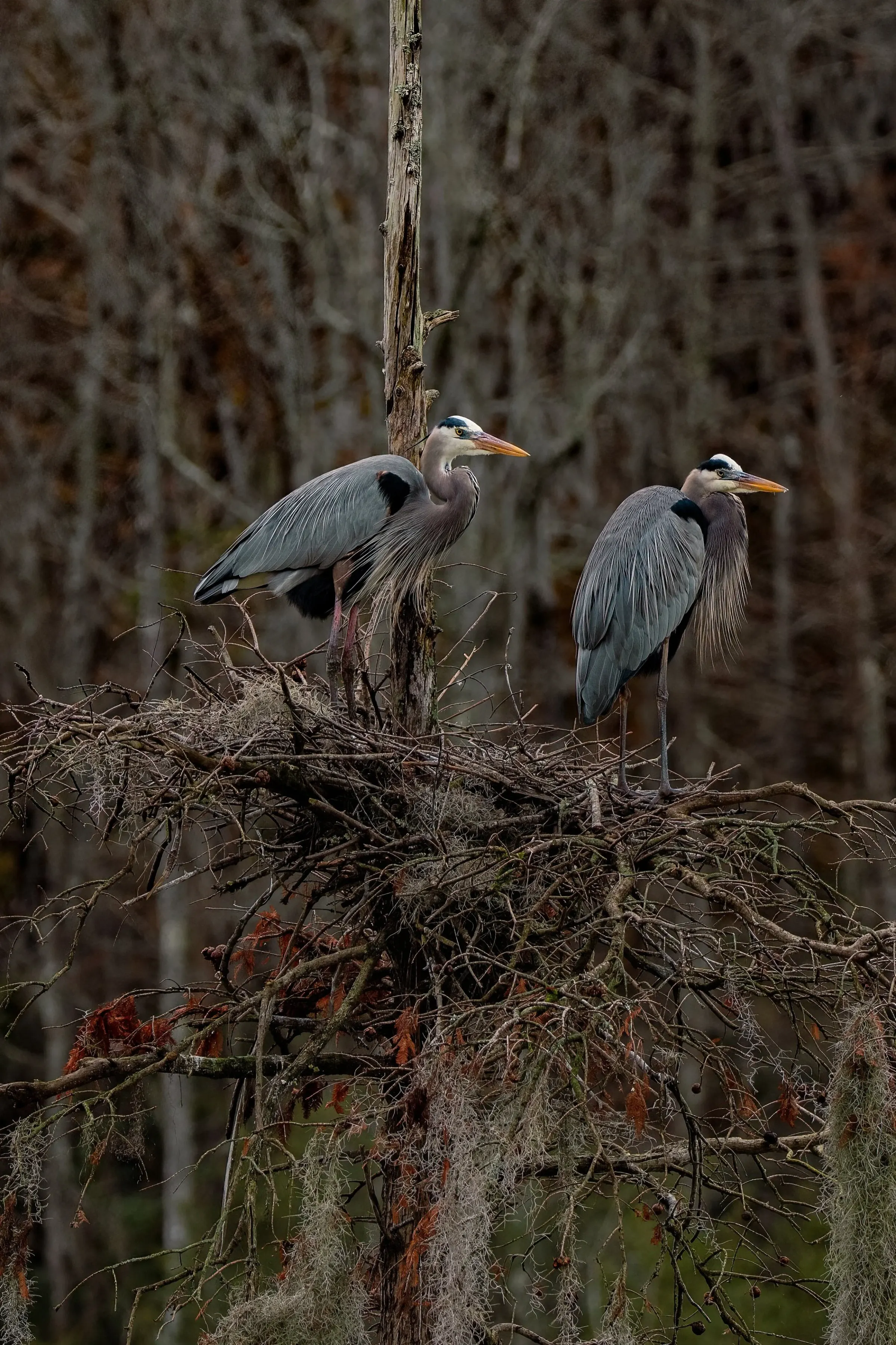 Great Blue Heron — photograph 8