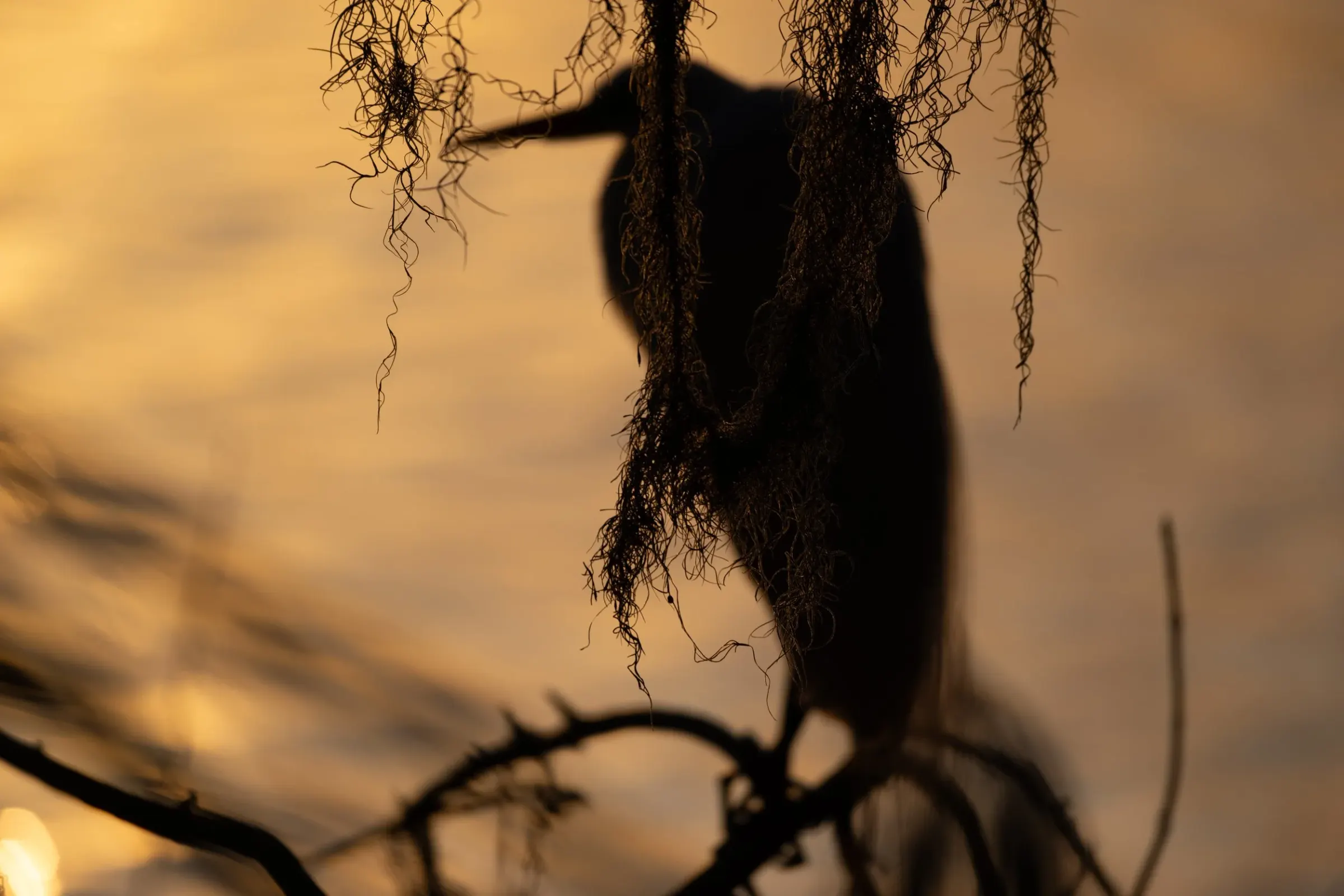 Great Blue Heron — photograph 2