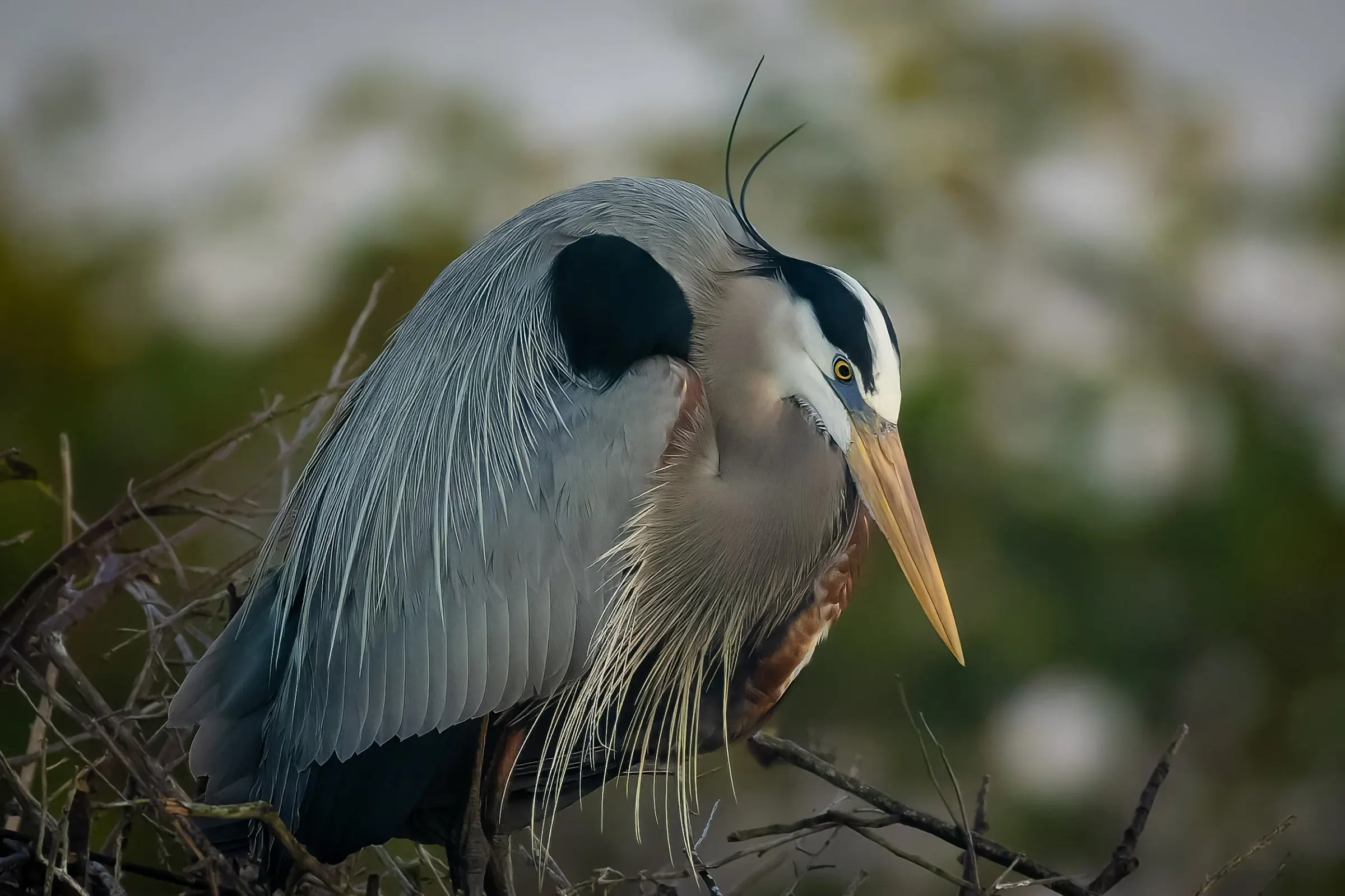 Great Blue Heron — photograph 16