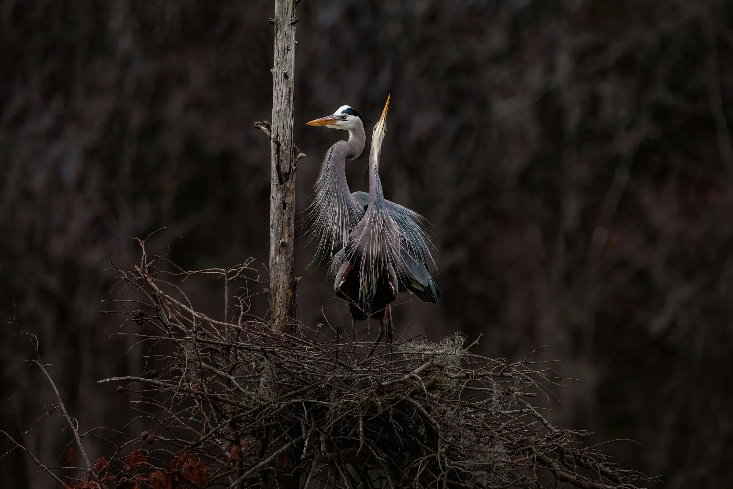 Great Blue Heron — photograph 13