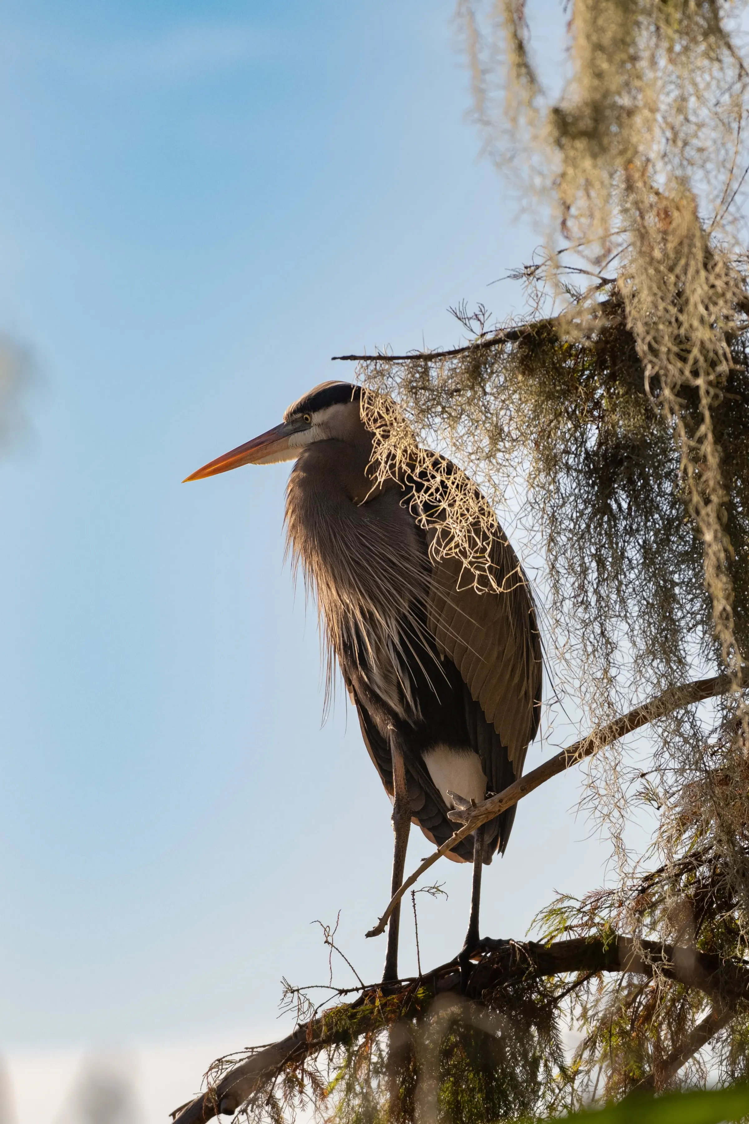 Great Blue Heron — photograph 4