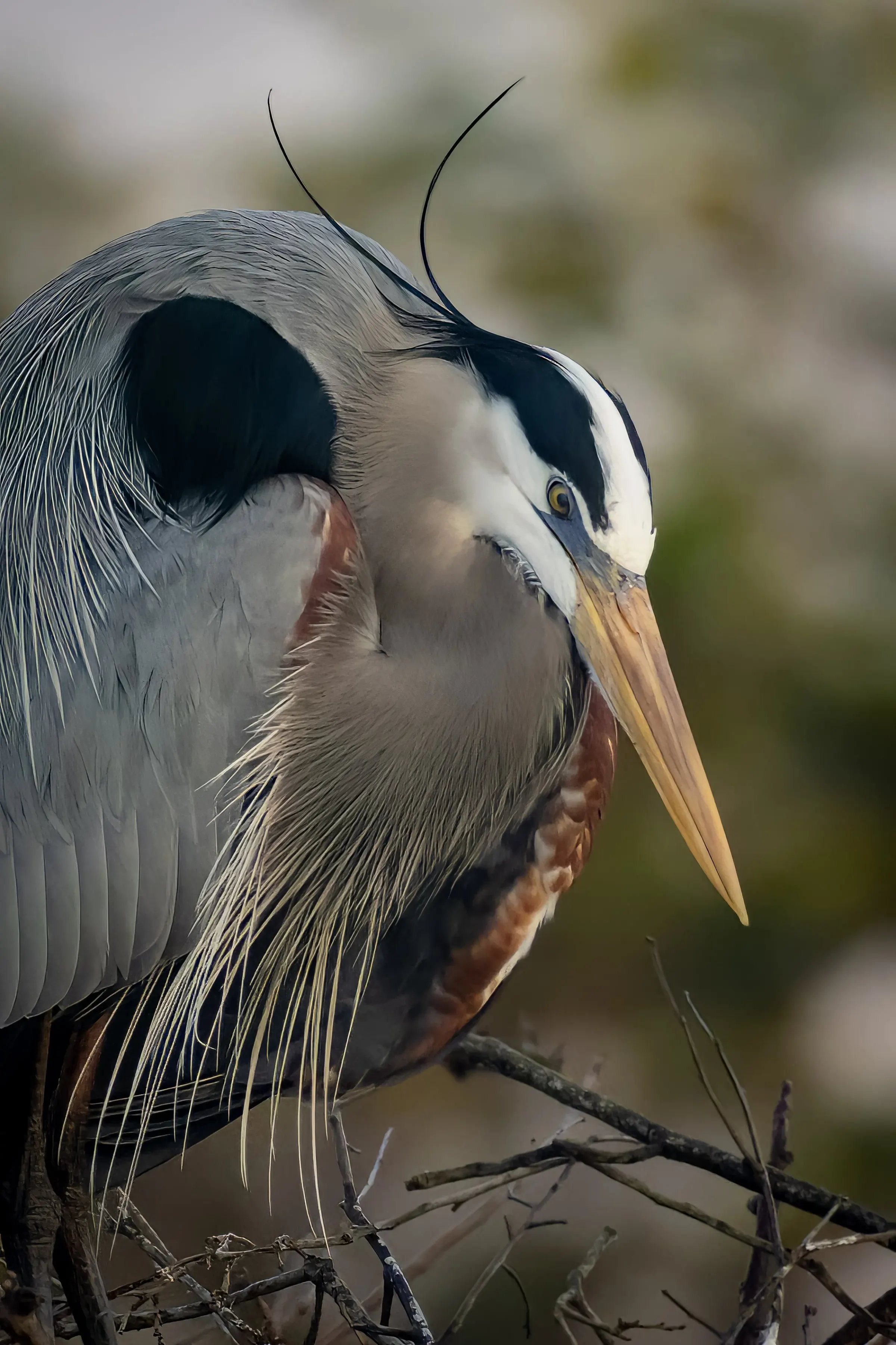 Great Blue Heron — photograph 18