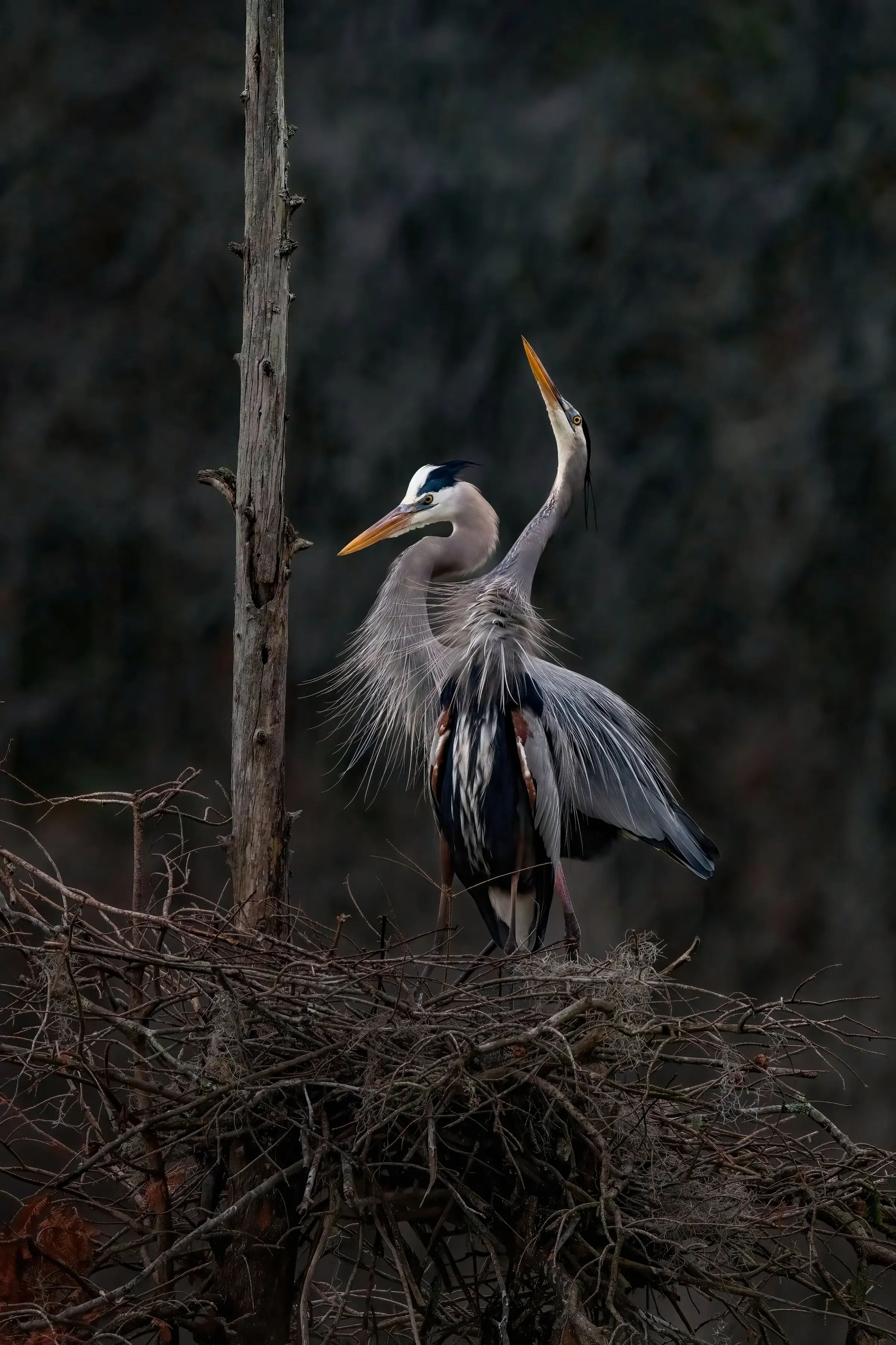 Great Blue Heron — photograph 11
