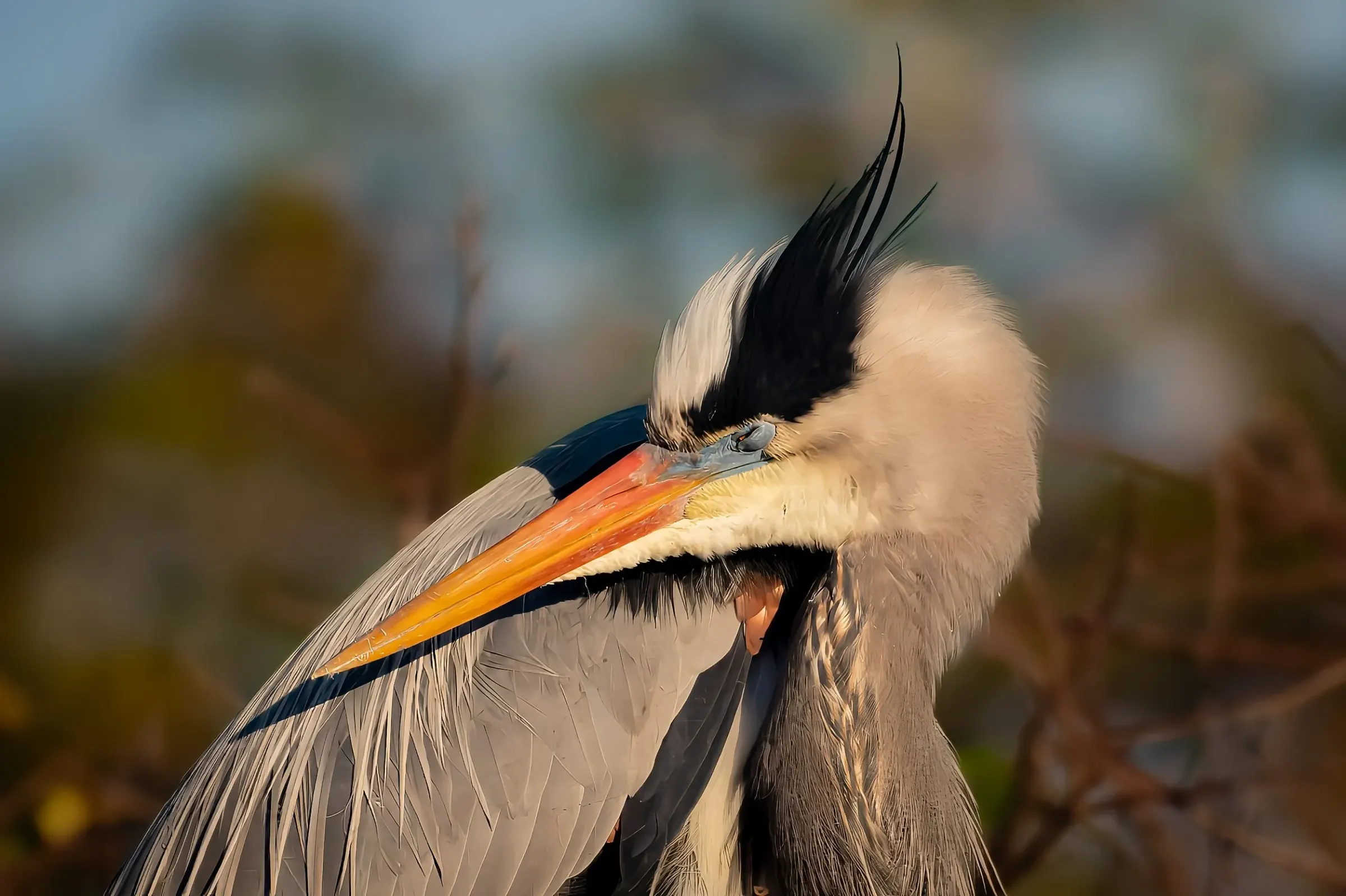 Great Blue Heron — photograph 21