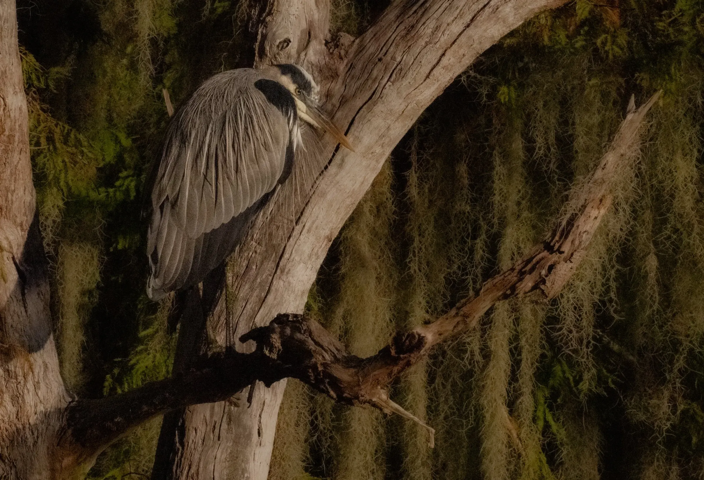 Great Blue Heron — photograph 3