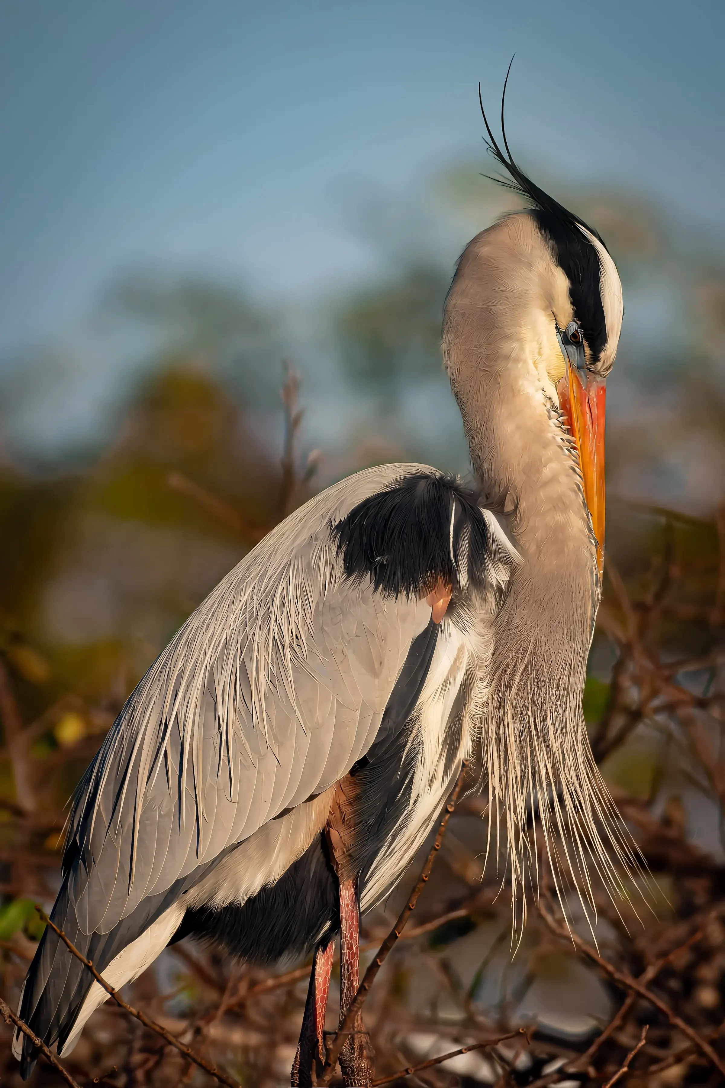 Great Blue Heron — photograph 23