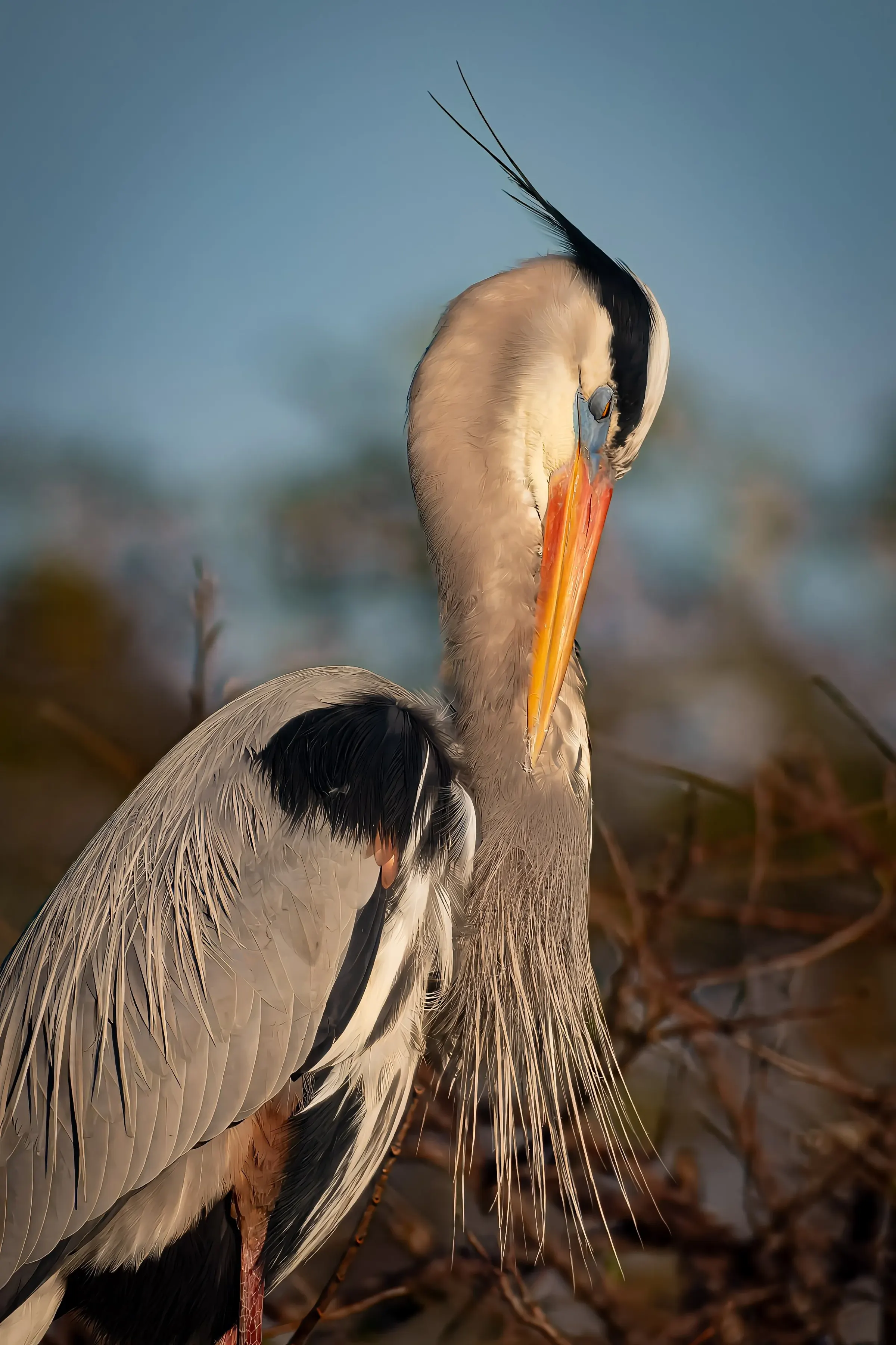 Great Blue Heron — photograph 26